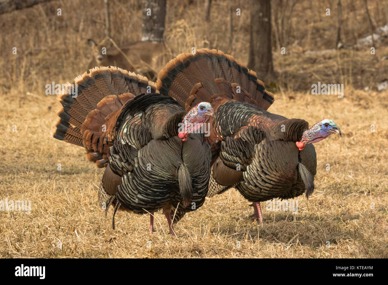 Eastern wild Turkey Stock Photo Alamy