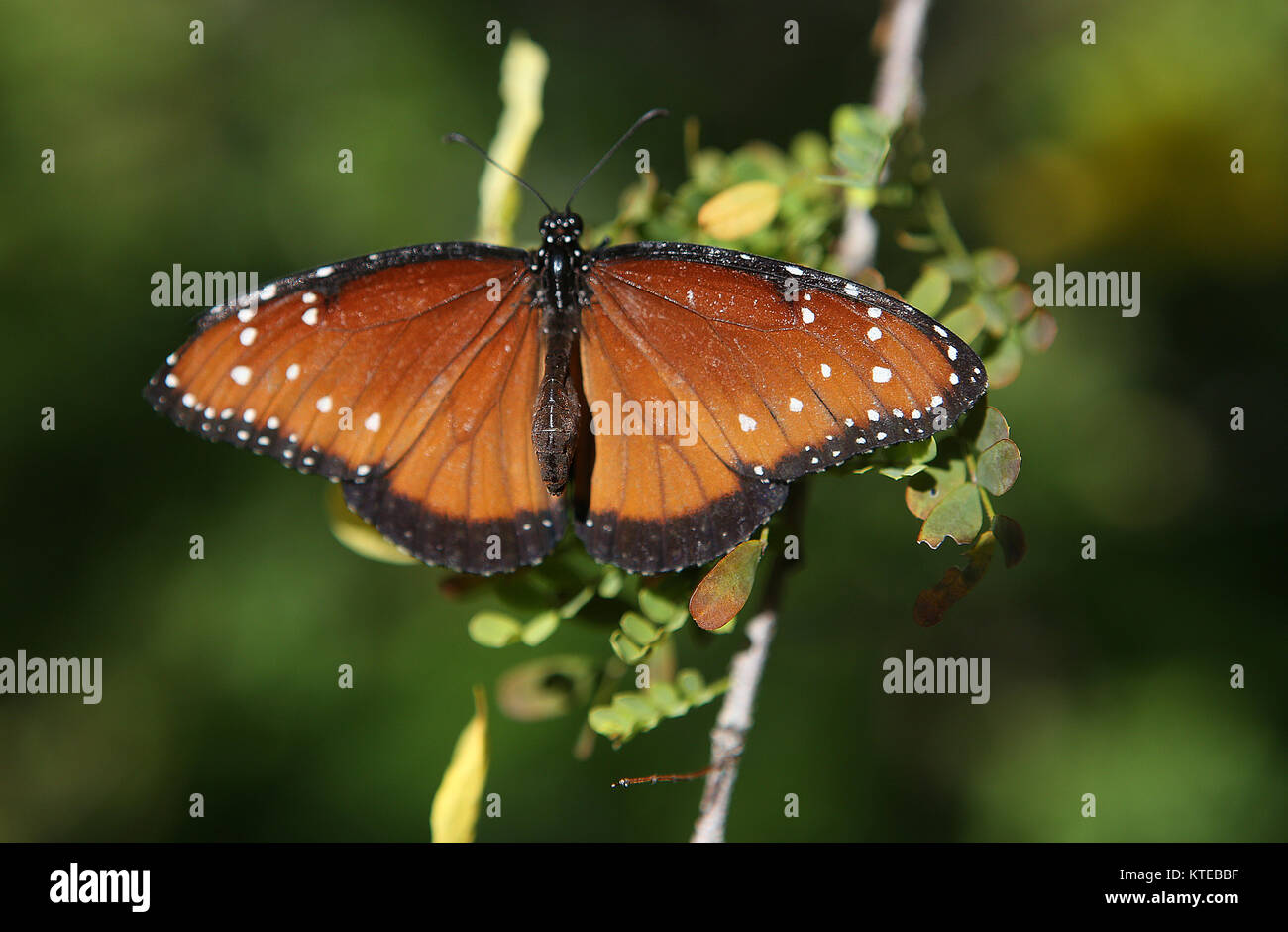 Butterfly in a garden, in Naples, Florida, usa Stock Photo Alamy