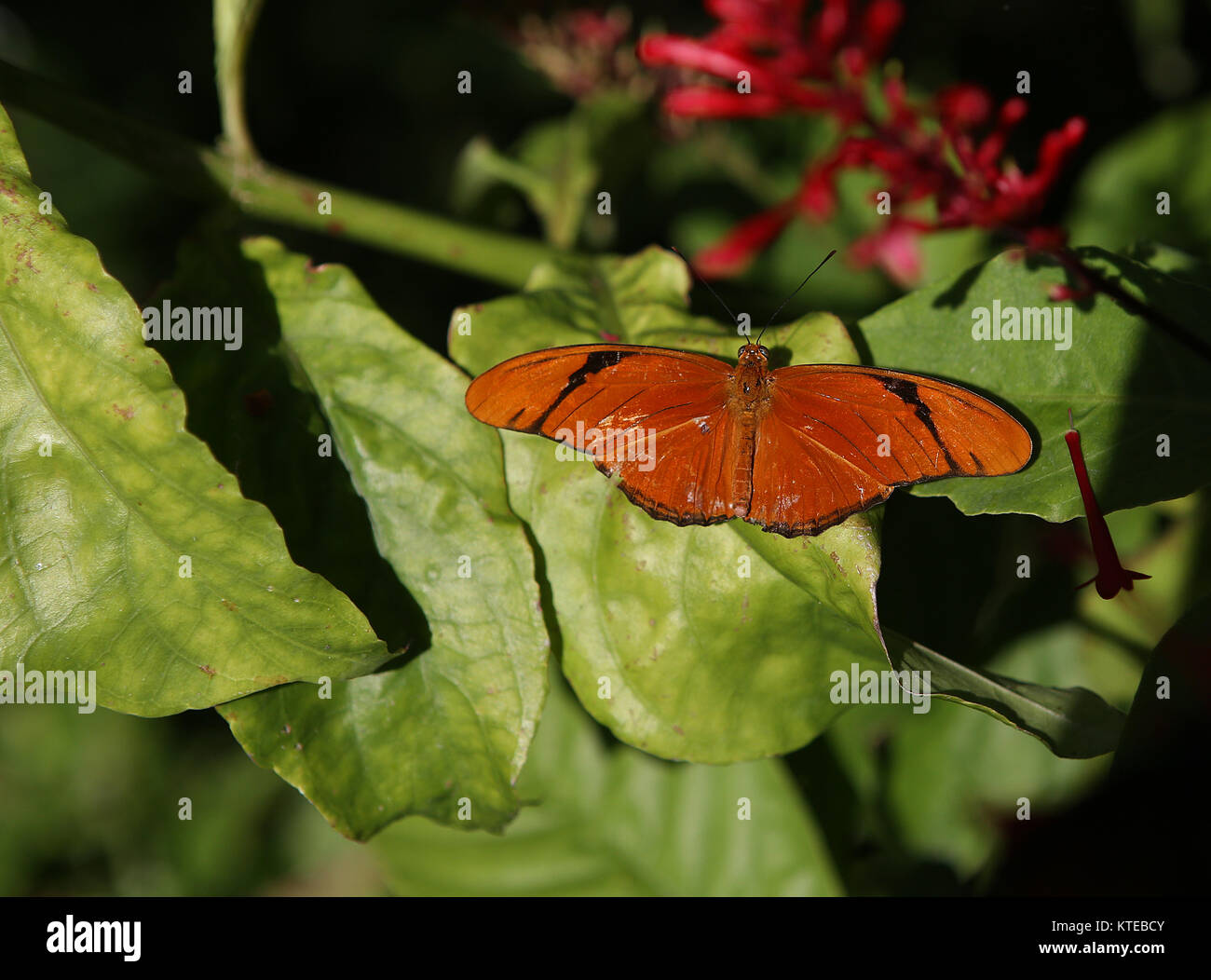 Butterfly in a garden, in Naples, Florida, usa Stock Photo Alamy