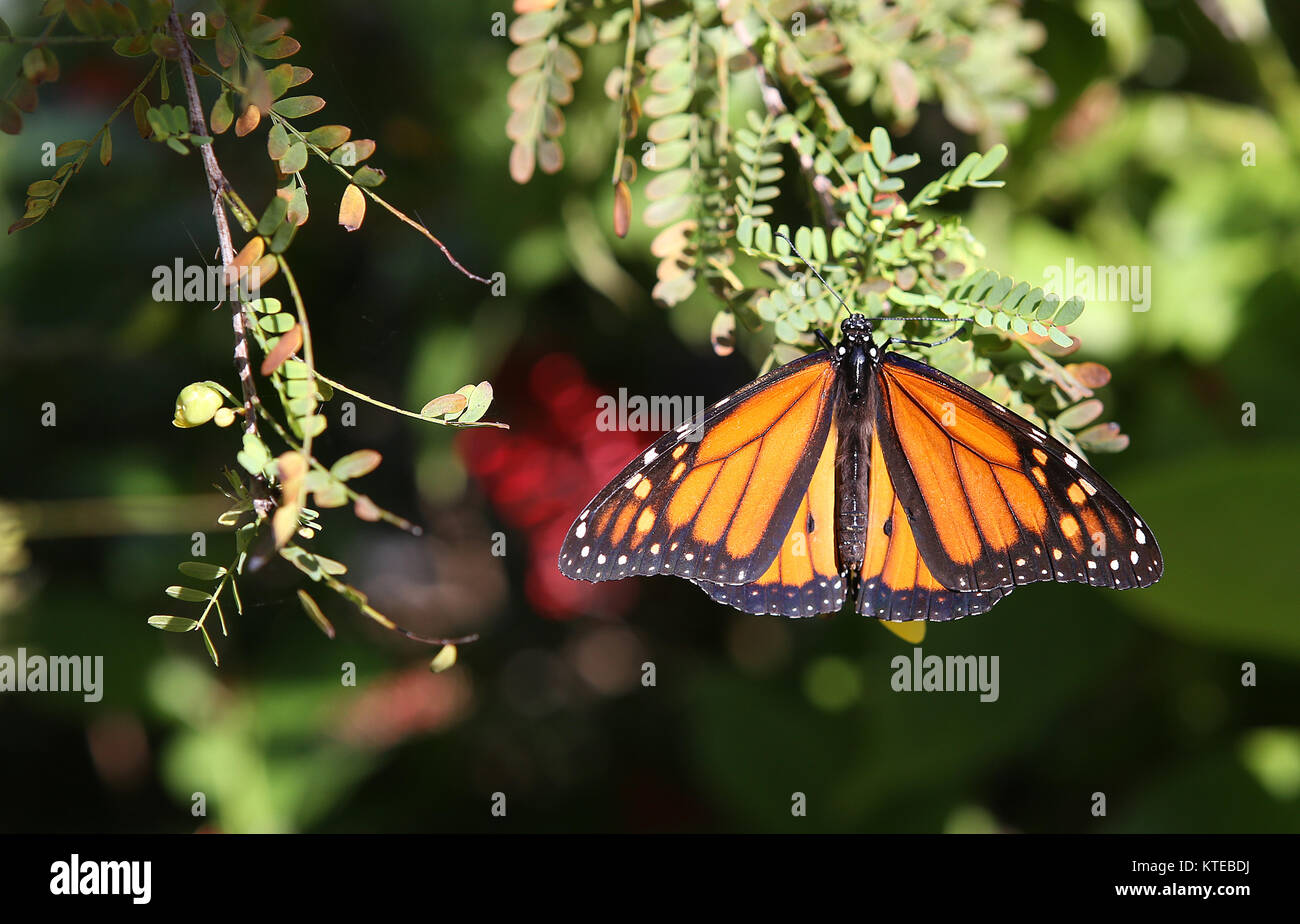Butterfly in a garden, in Naples, Florida, usa Stock Photo Alamy