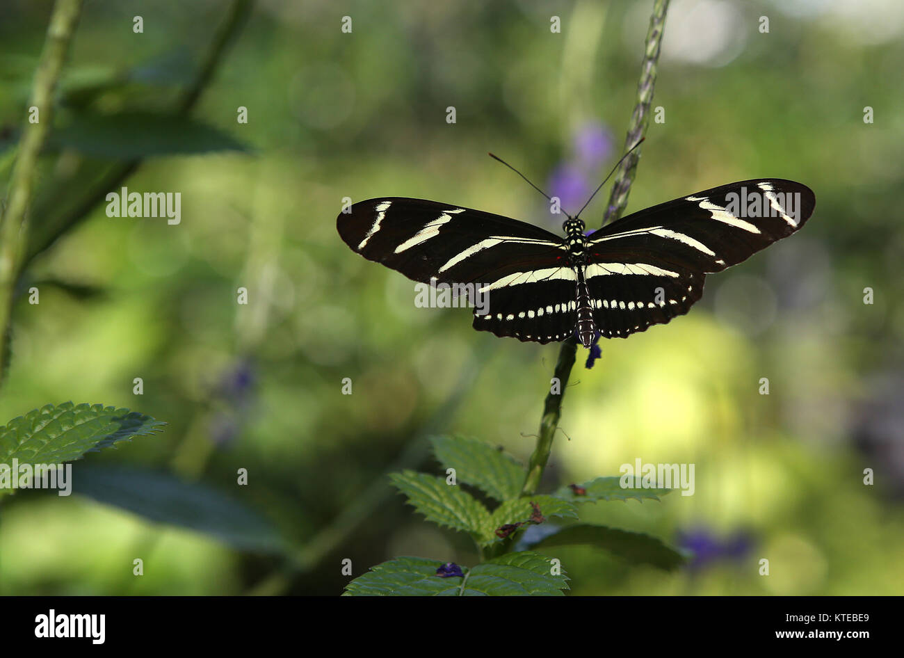 Butterfly in a garden, in Naples, Florida, usa Stock Photo Alamy