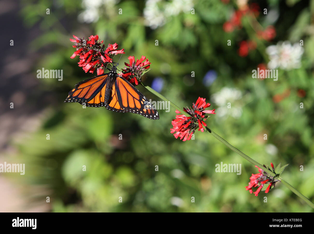 Butterfly in a garden, in Naples, Florida, usa Stock Photo Alamy