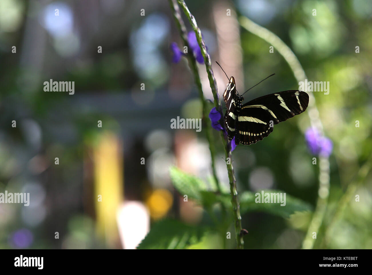 Butterfly in a garden, in Naples, Florida, usa Stock Photo Alamy