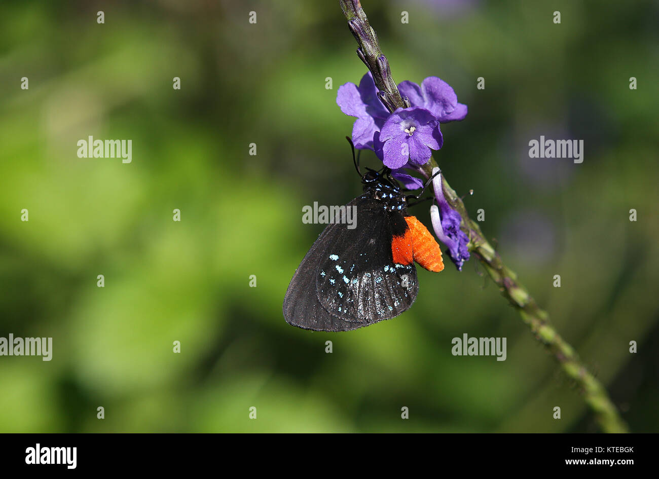 Butterfly in a garden, in Naples, Florida, usa Stock Photo Alamy