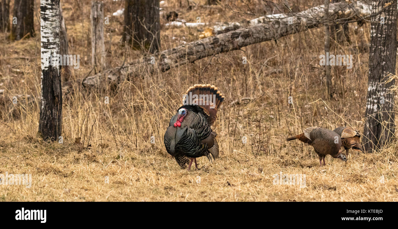 Eastern wild Turkey Stock Photo Alamy