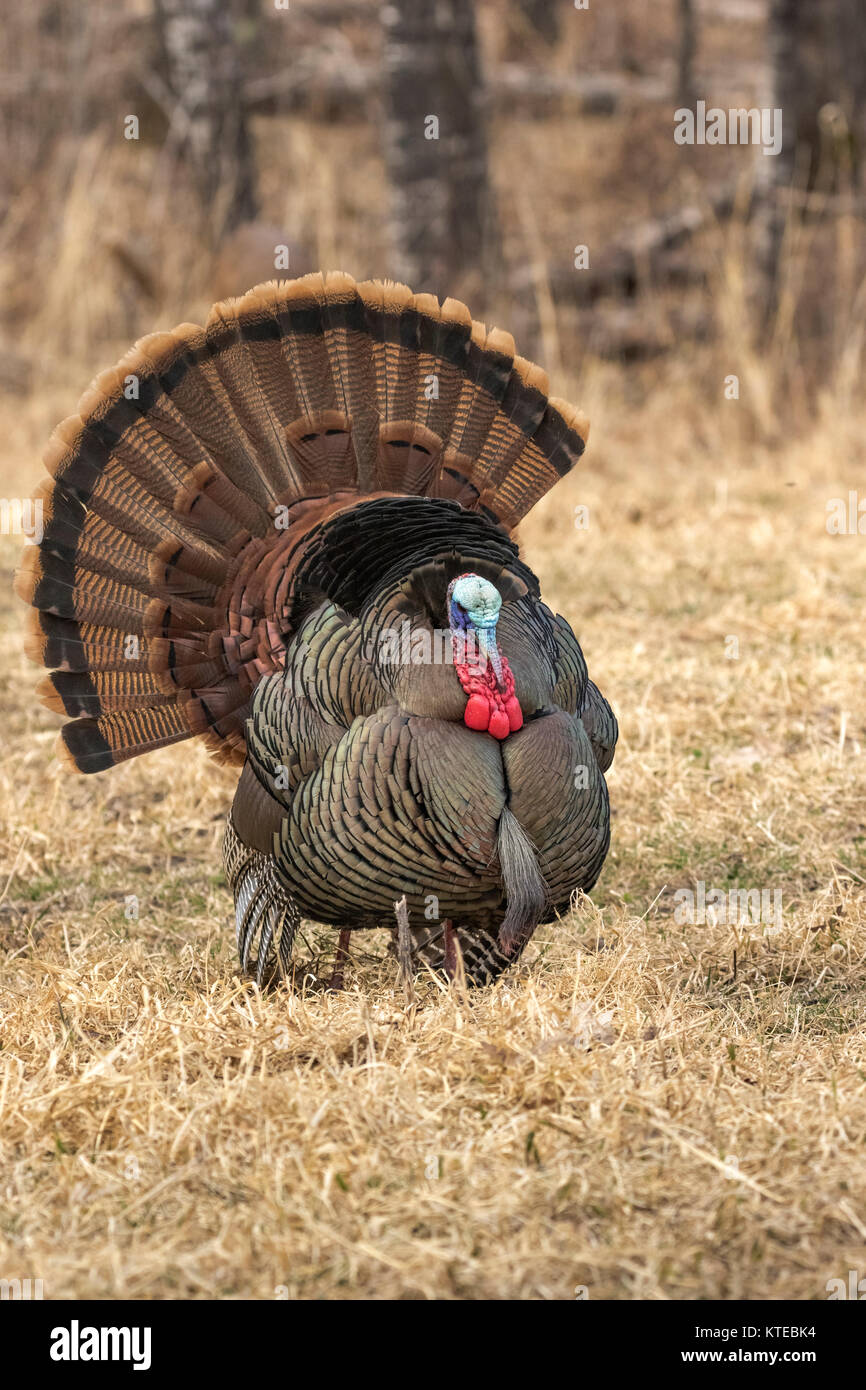 Eastern wild Turkey Stock Photo Alamy