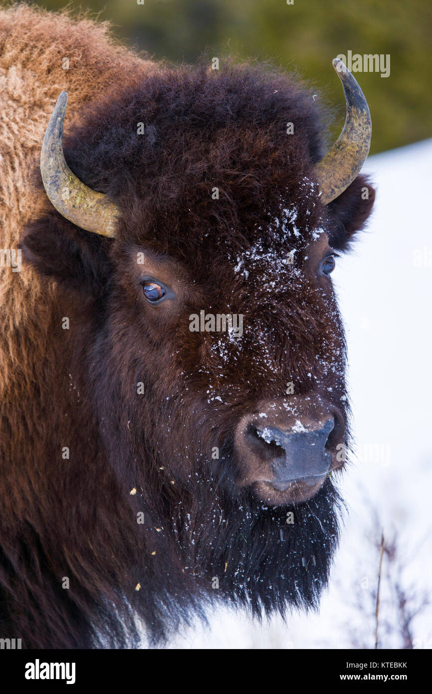 American bison (Bison bison), Yellowstone National Park, USA Stock Photo Alamy