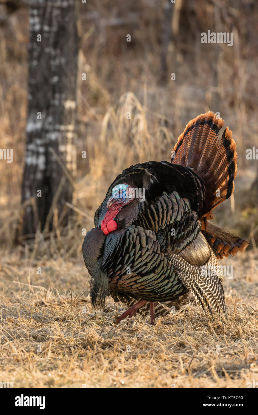 Eastern wild Turkey Stock Photo Alamy