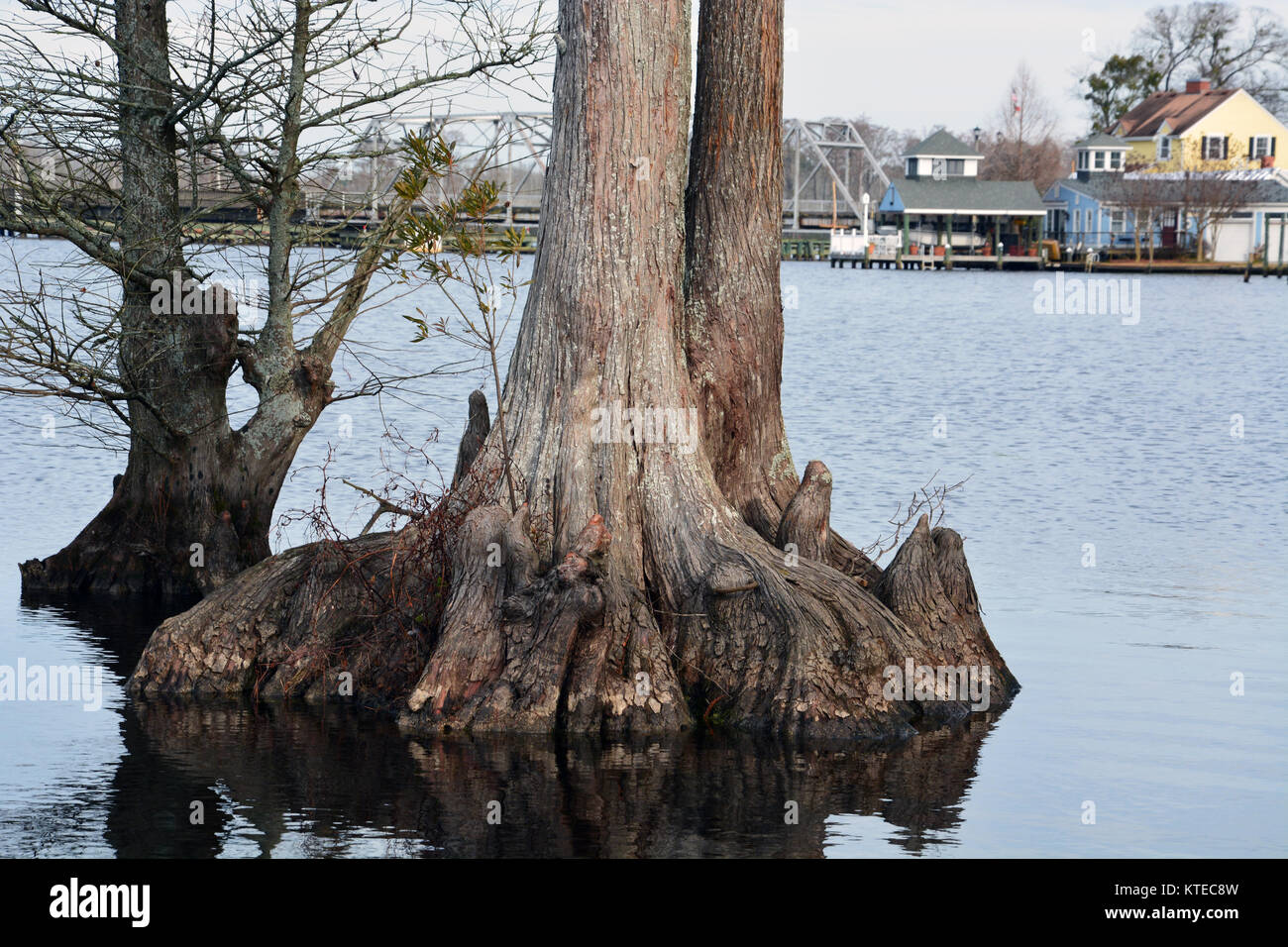 Close up of roots from a cypress tree growing in the Perquimans River in Hertford North Carolina Stock Photo