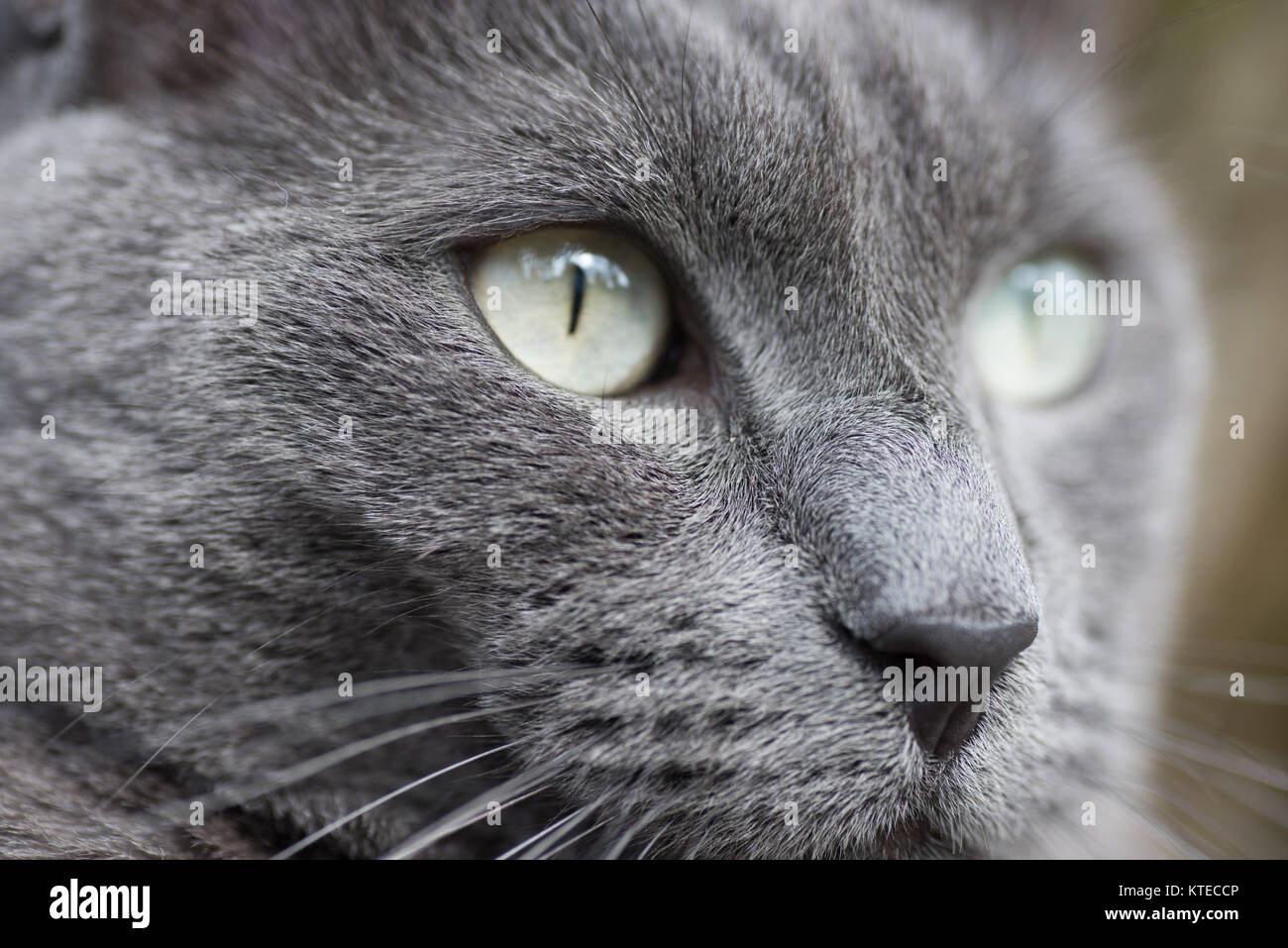 Occhi Di Gatto, cats, eyes, HD phone wallpaper