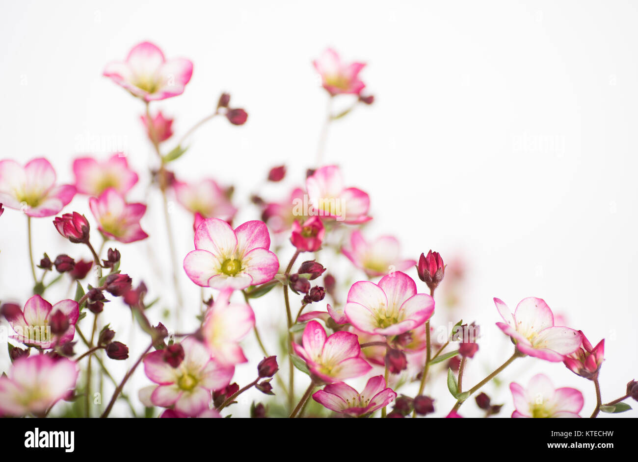 Saxifraga Flowers Known as Saxifrages or Rockfoils Stock Photo