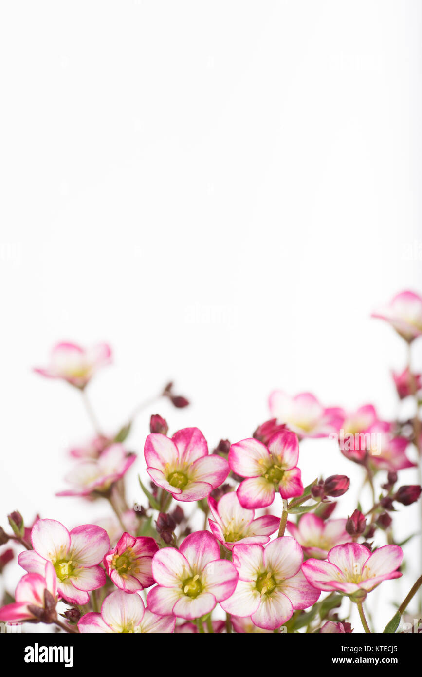 Saxifraga Flowers Known as Saxifrages or Rockfoils Stock Photo