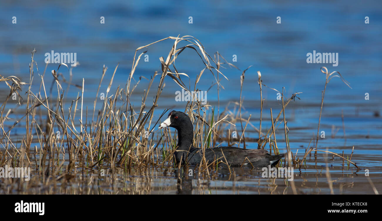 American coot Stock Photo Alamy