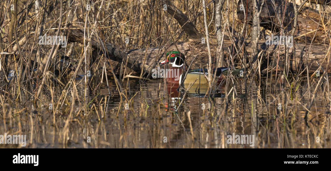 Drake and hen wood ducks in a northern wetland.  The female is well-hidden within the brush. Stock Photo