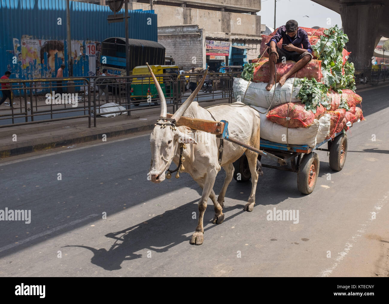 Man sitting on loaded sacks of vegetables and using mobile phone while riding ox cart in Bangalore, Bengaluru, Karnataka, India, Asia. Stock Photo