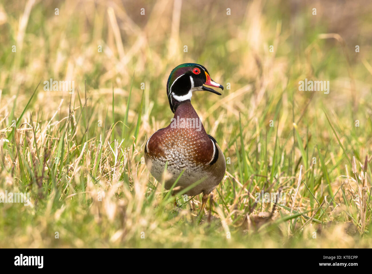 Drake Wood Duck Stock Photo Alamy