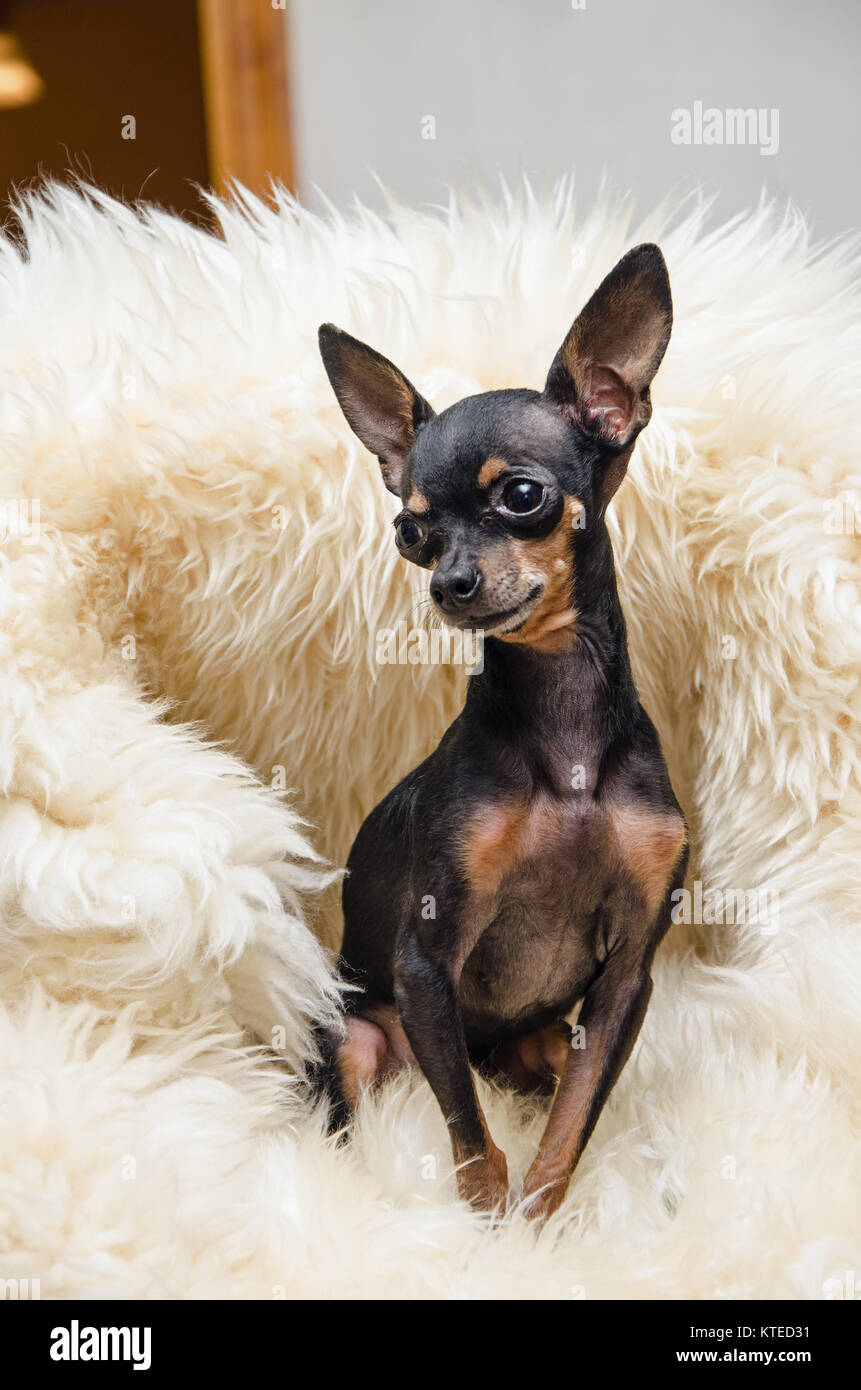chihuahua pincher