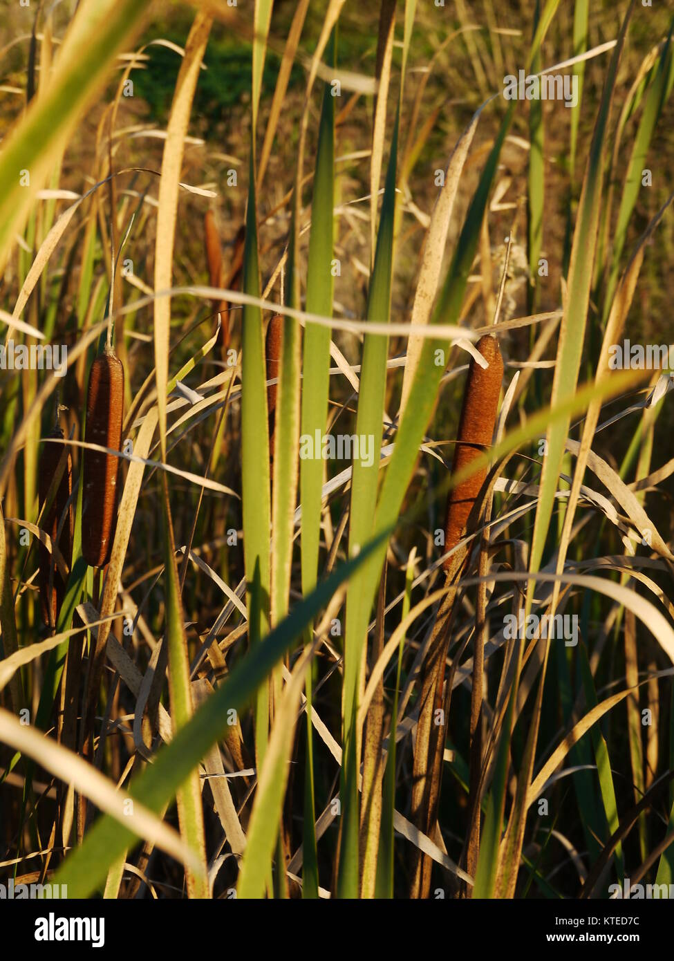 Cattails and Reeds next to the river Stock Photo