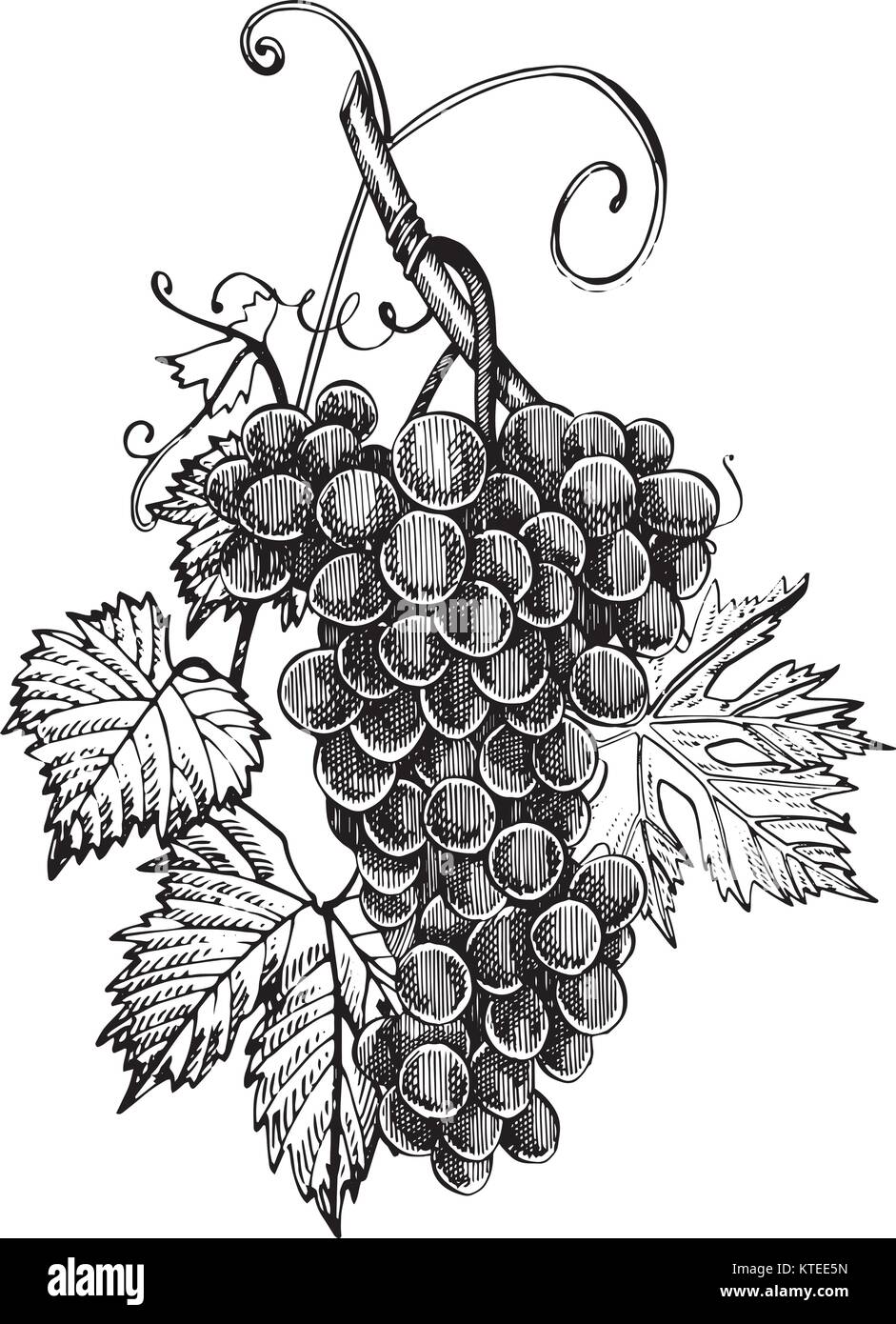 Grapes monochrome sketch. Hand drawn grape bunches. Isolated on white