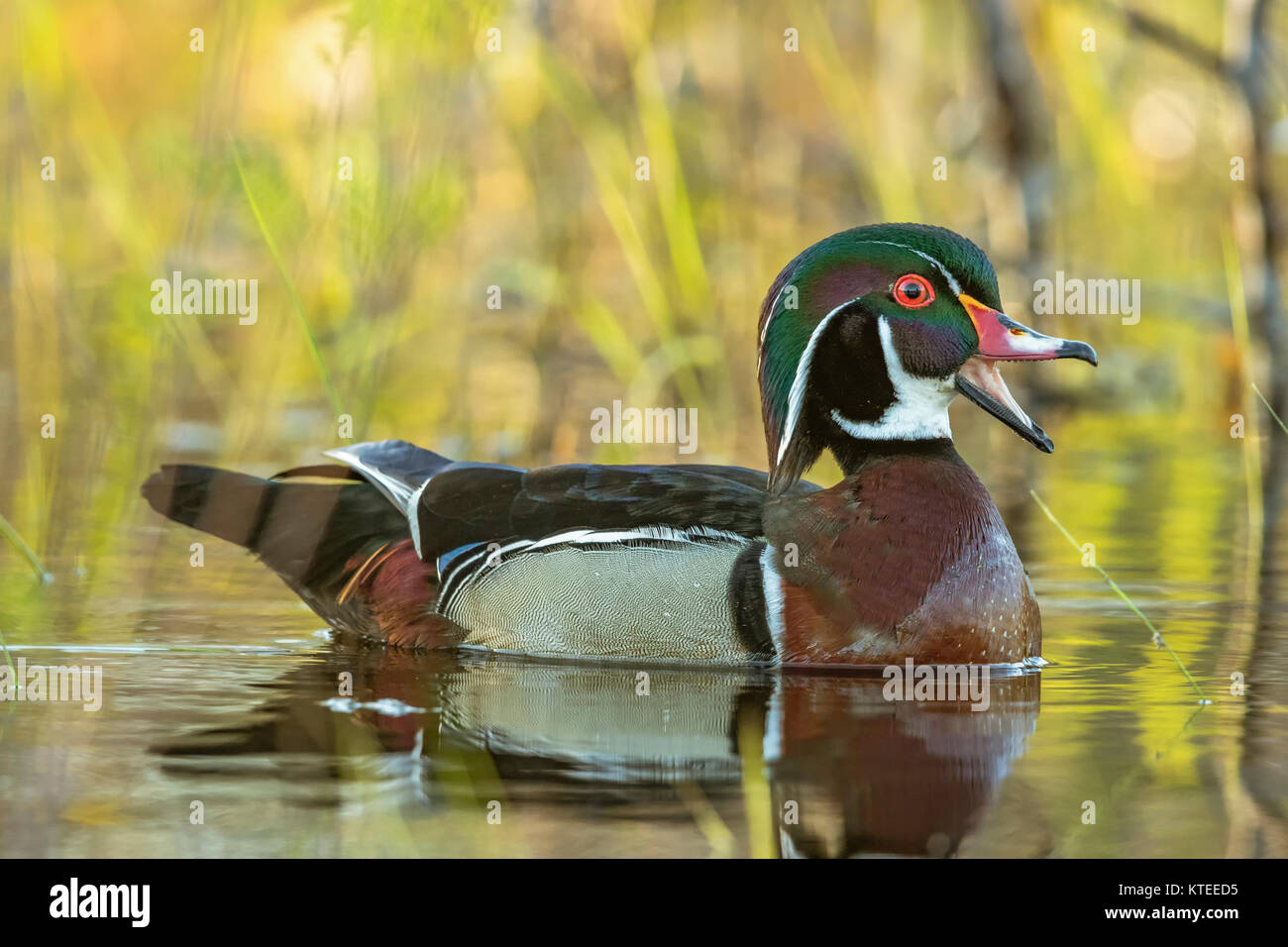 Drake Wood Duck Stock Photo - Alamy