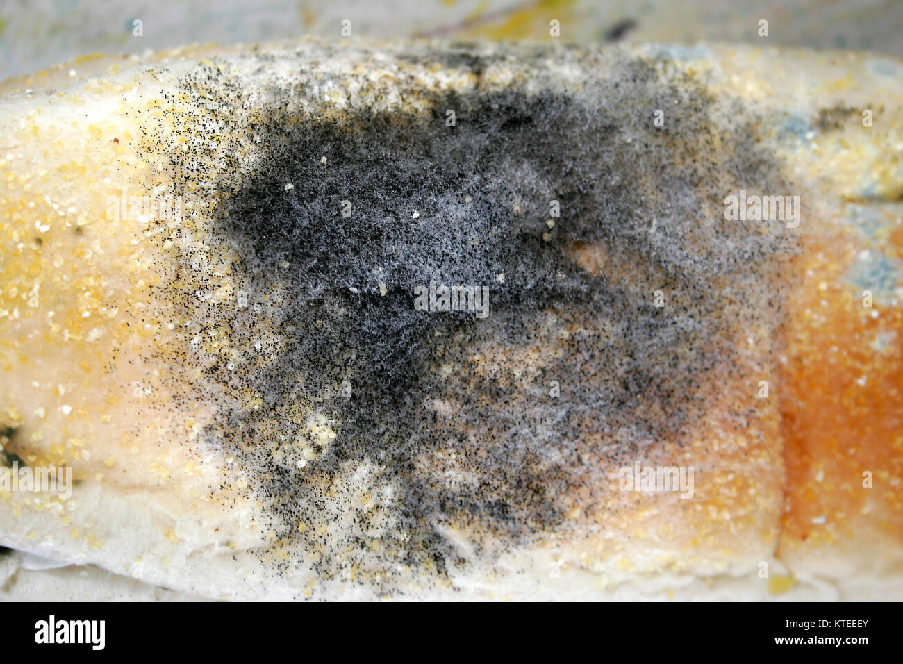 Bread mold Stock Photo