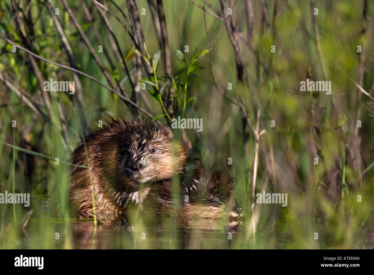 Two muskrats hidden by the vegetation in a northern Wisconsin wetland Stock Photo