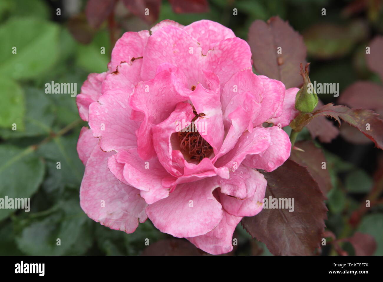 Pink Knockout Rose with Water Droplets Stock Photo