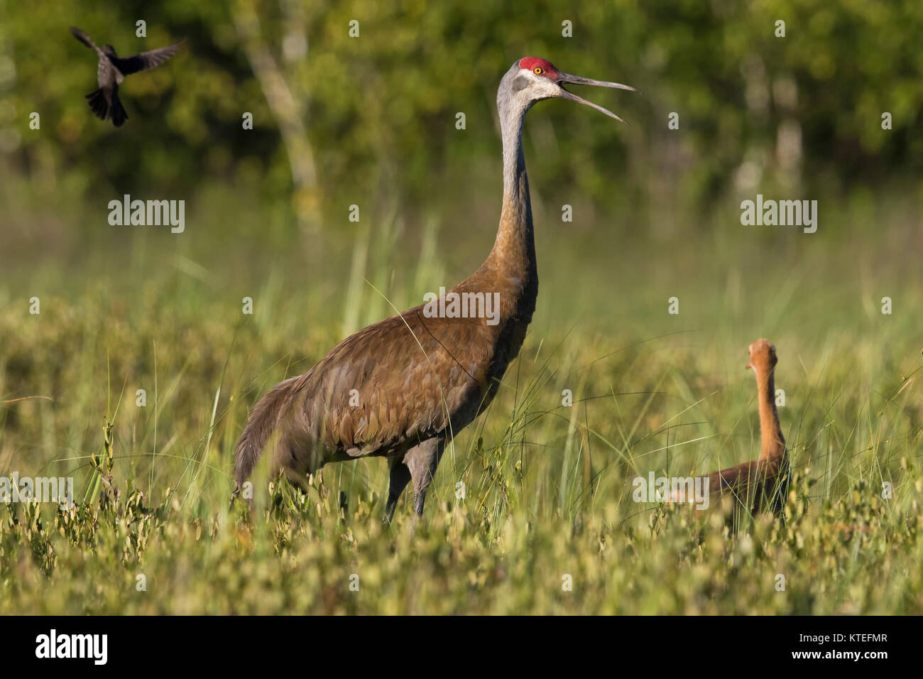 Sandhill cranes being attacked by a red-winged blackbird Stock Photo