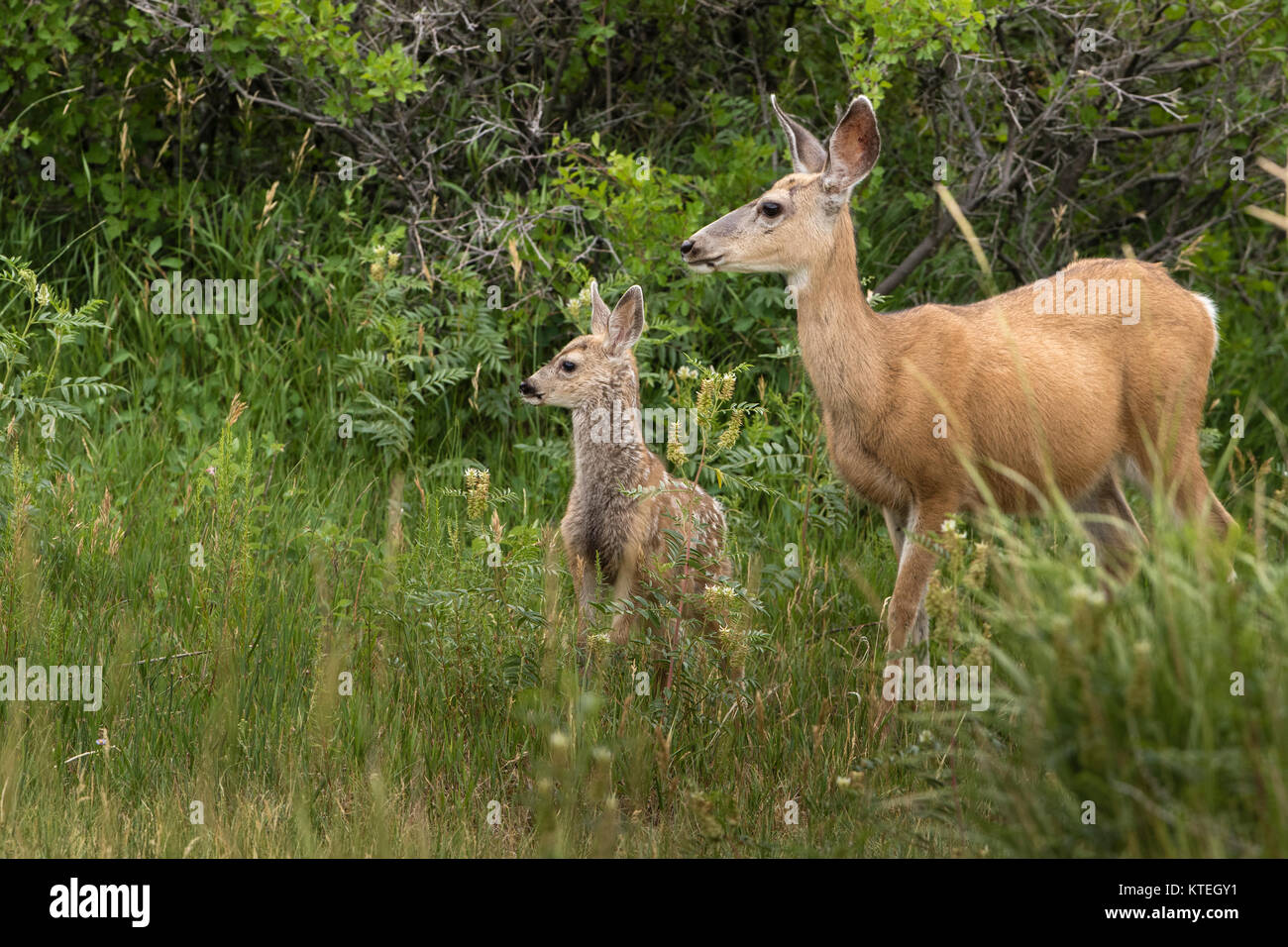 Mule deer in Yellowstone National Park Stock Photo Alamy