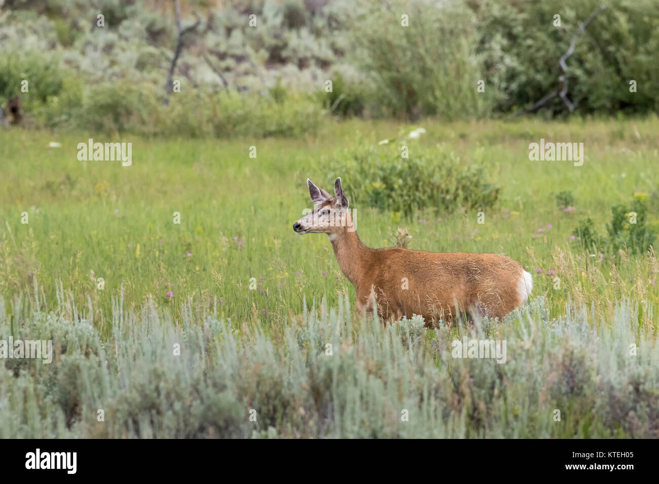 Mule deer in Yellowstone National Park Stock Photo Alamy