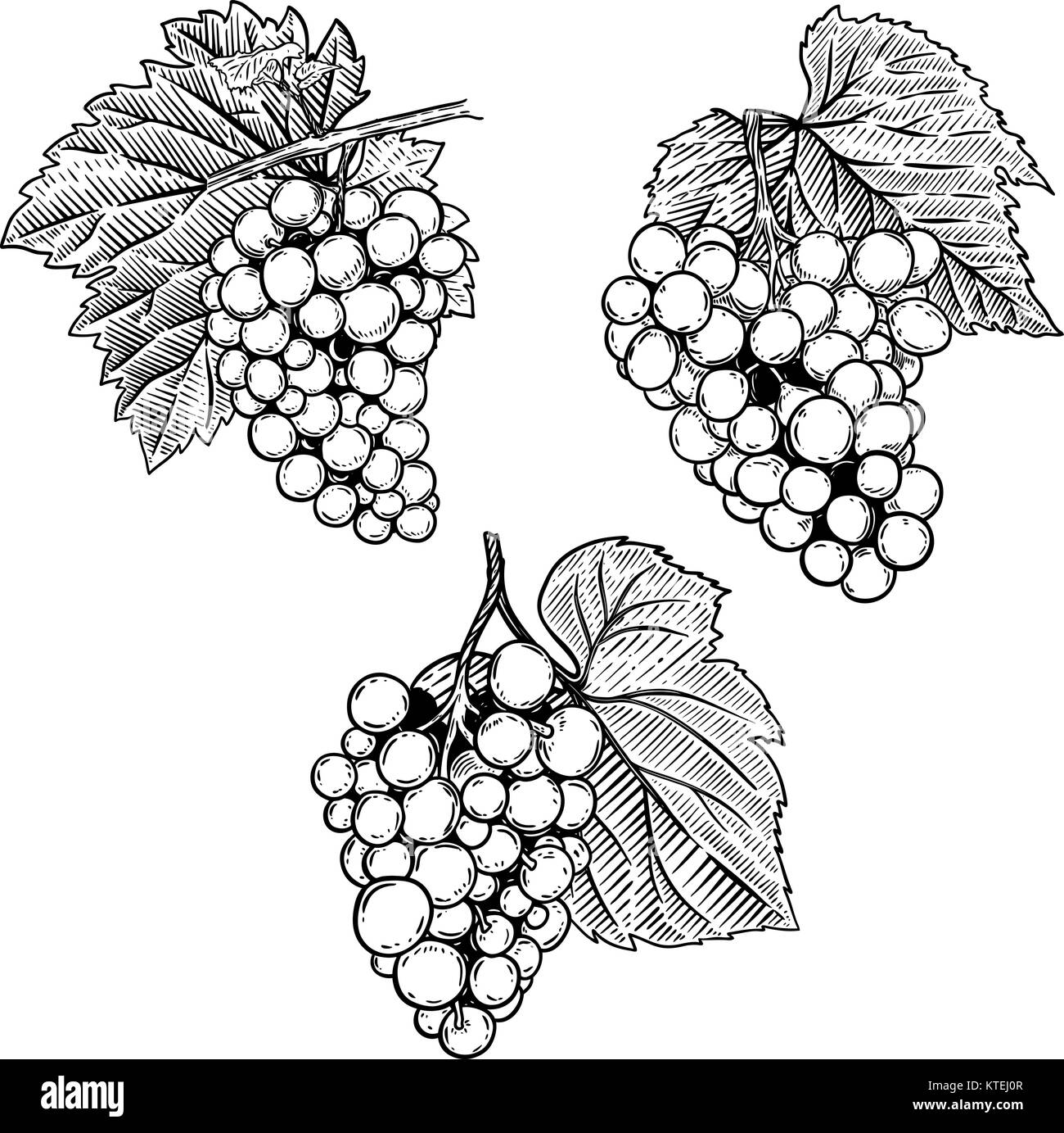 Collection 102+ Pictures How To Draw Grape Leaves Full HD, 2k, 4k