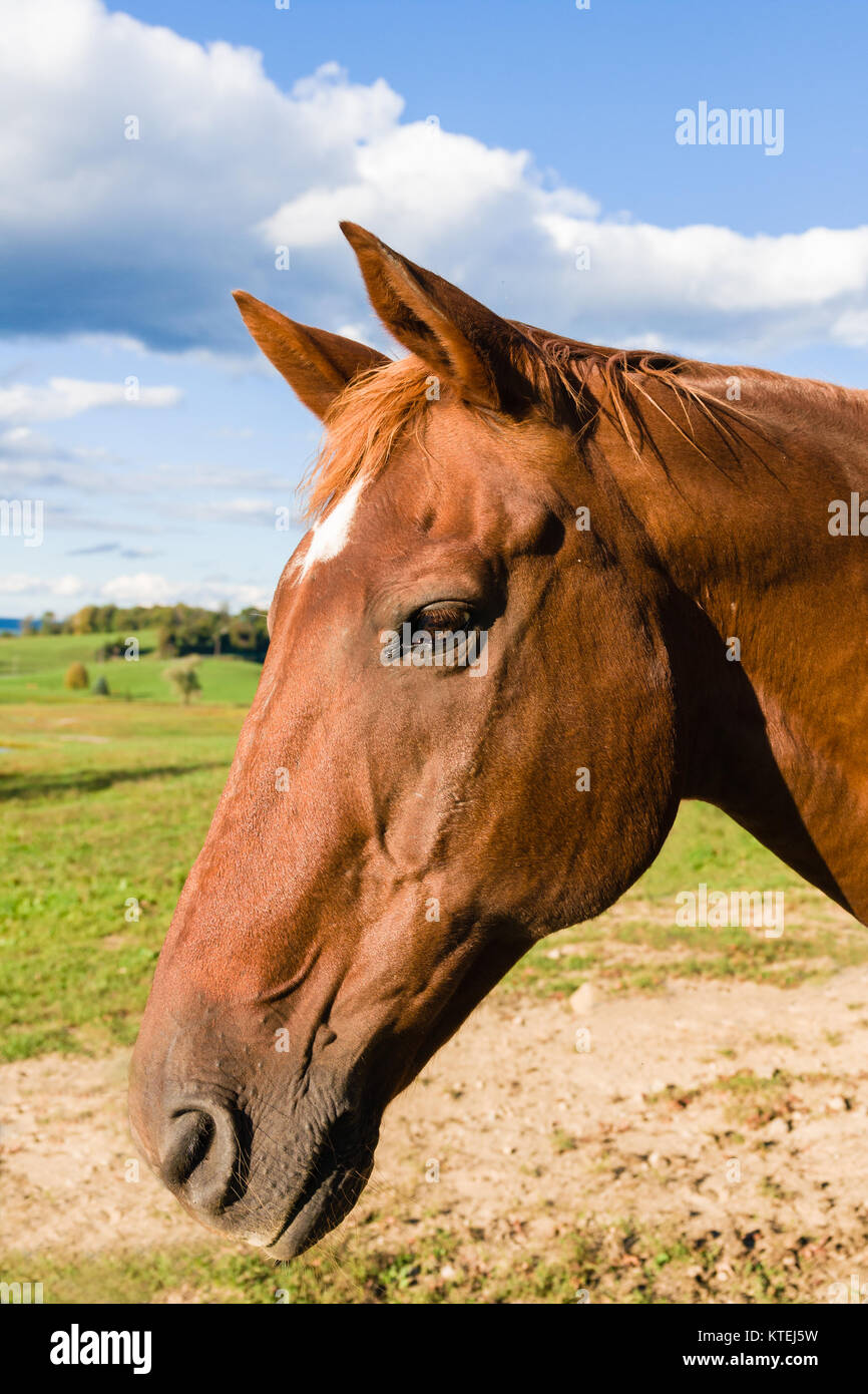 Profile shot of a chestnut coloured horse against a rural backdrop of fields and a blue sky in Sussex county New Jersey USA Stock Photo