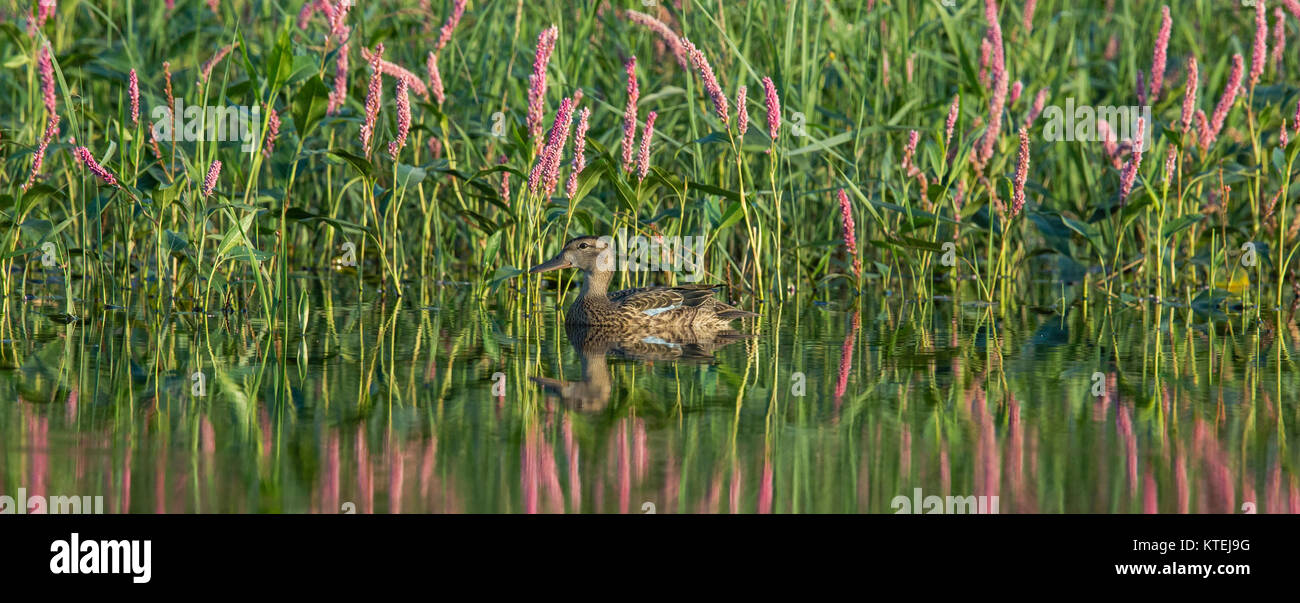 Blue-winged teal Stock Photo