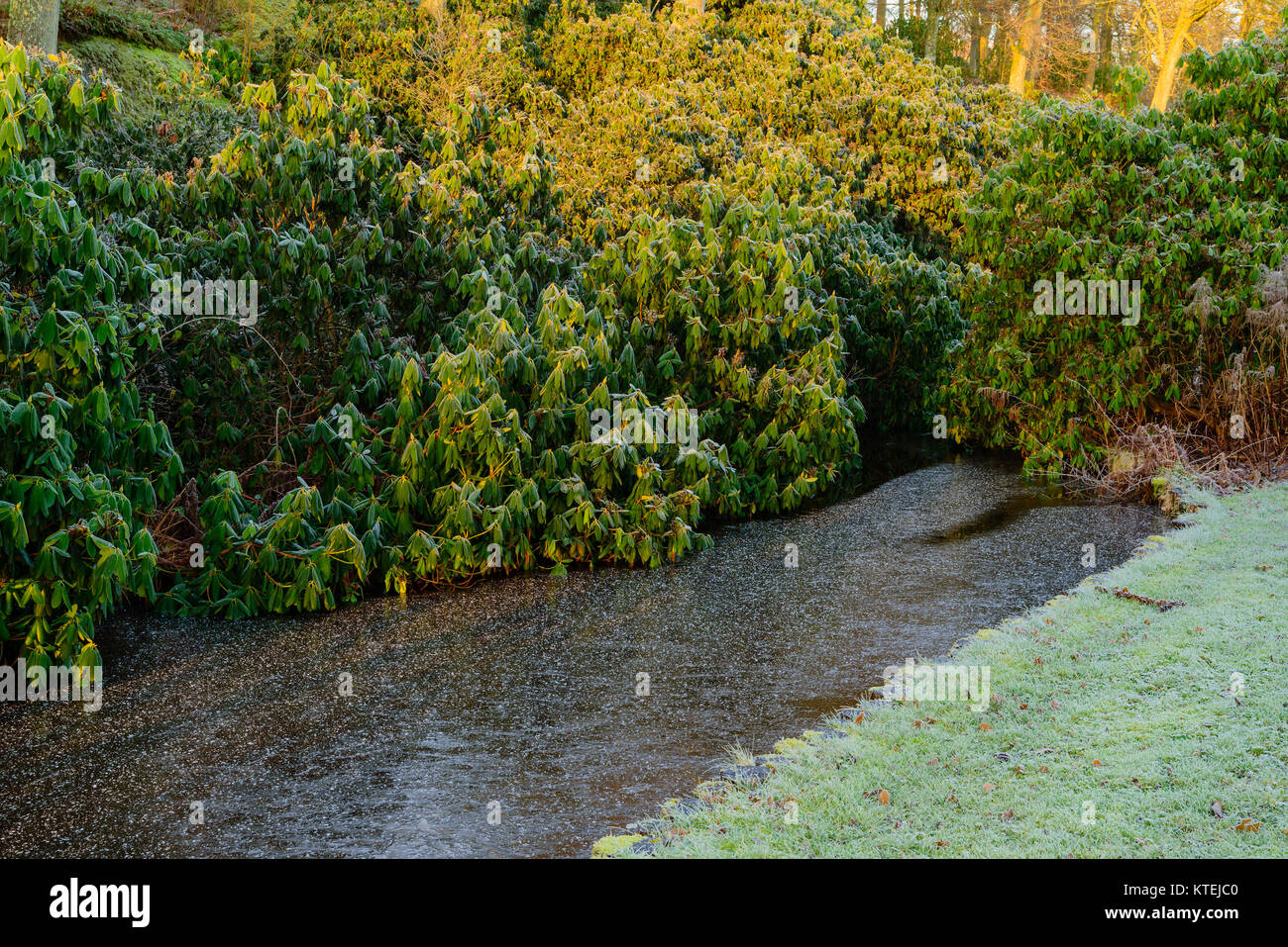 Frozen Rhododendron bushes beside a small ice covered pond on a cold morning. Stock Photo