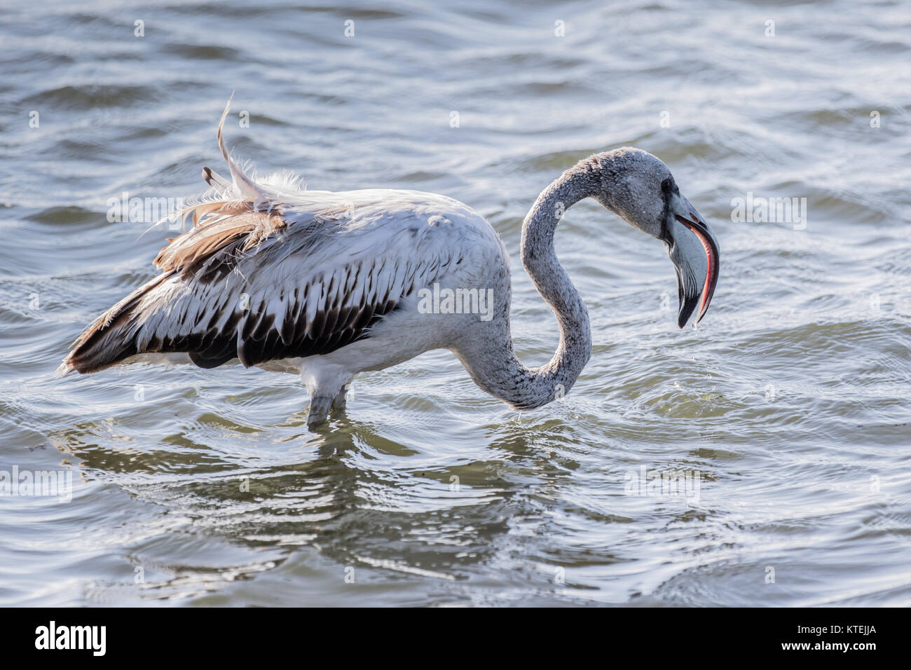 A sub-adult greater flamingo opening its bill to filter-feed in Walvis Bay Lagoon, Namibia Stock Photo