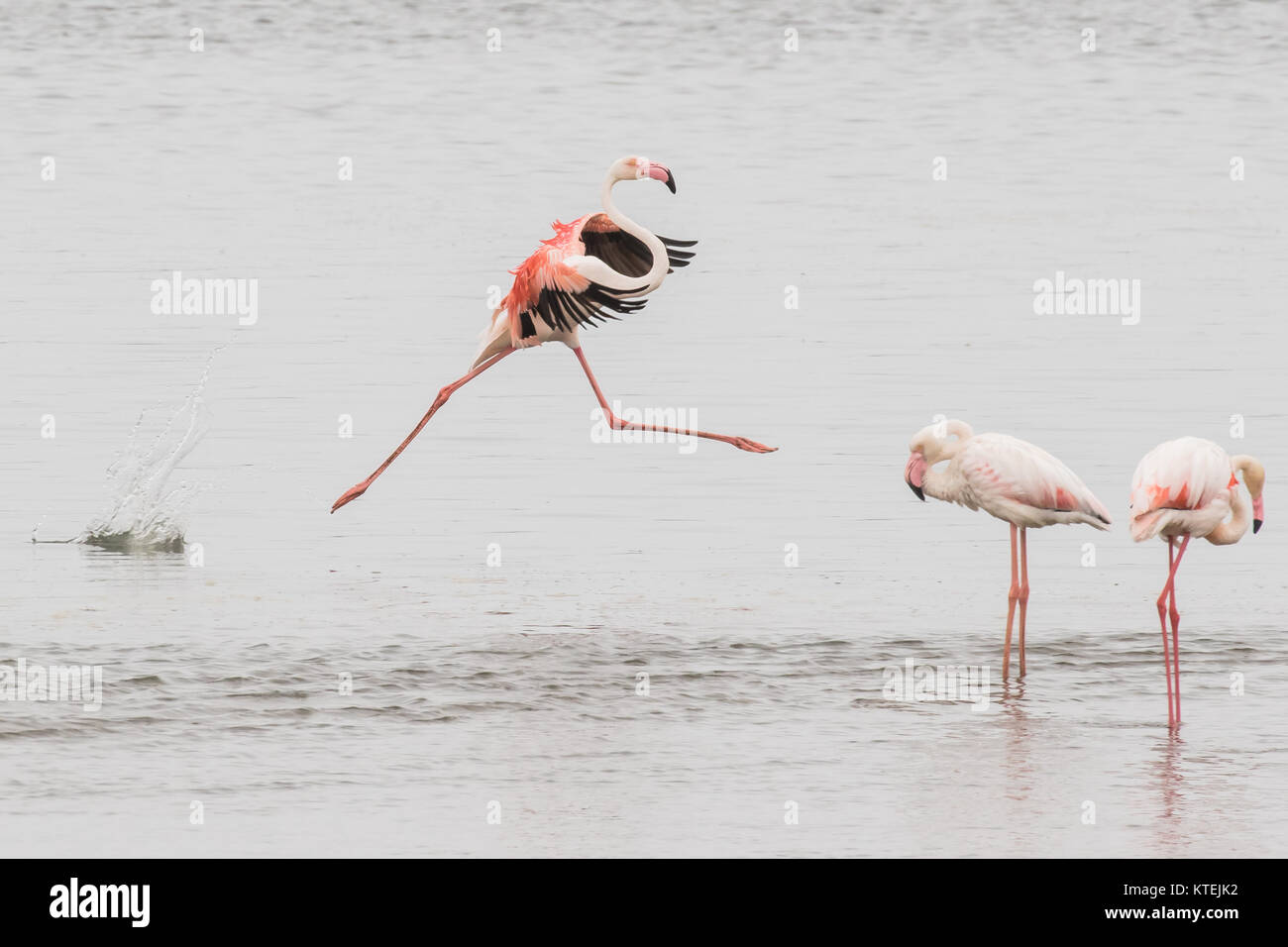 Adult greater flamingo performing a grand jete at Walvis Bay Lagoon, Namibia Stock Photo