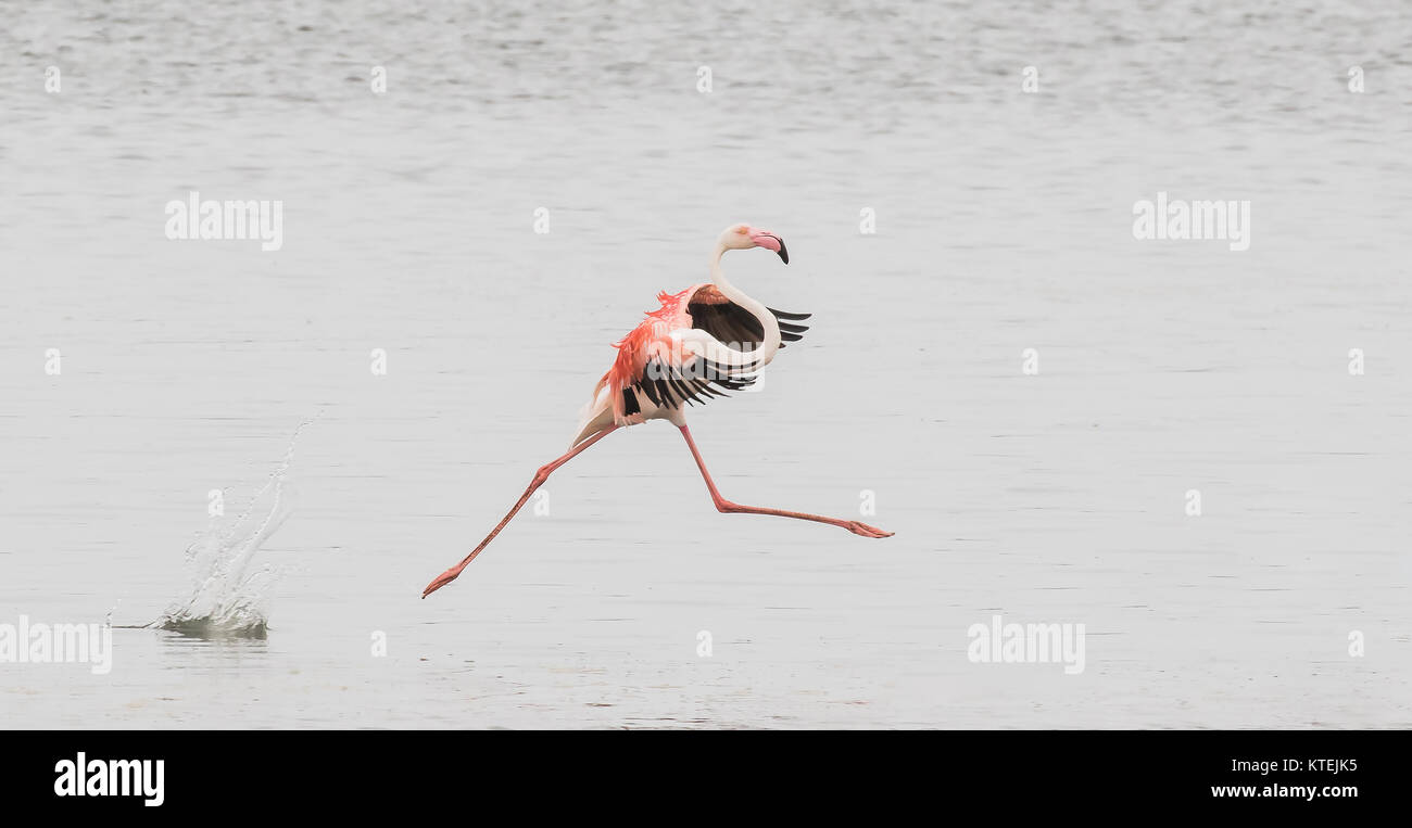 Adult greater flamingo performing a grand jete at Walvis Bay Lagoon, Namibia Stock Photo