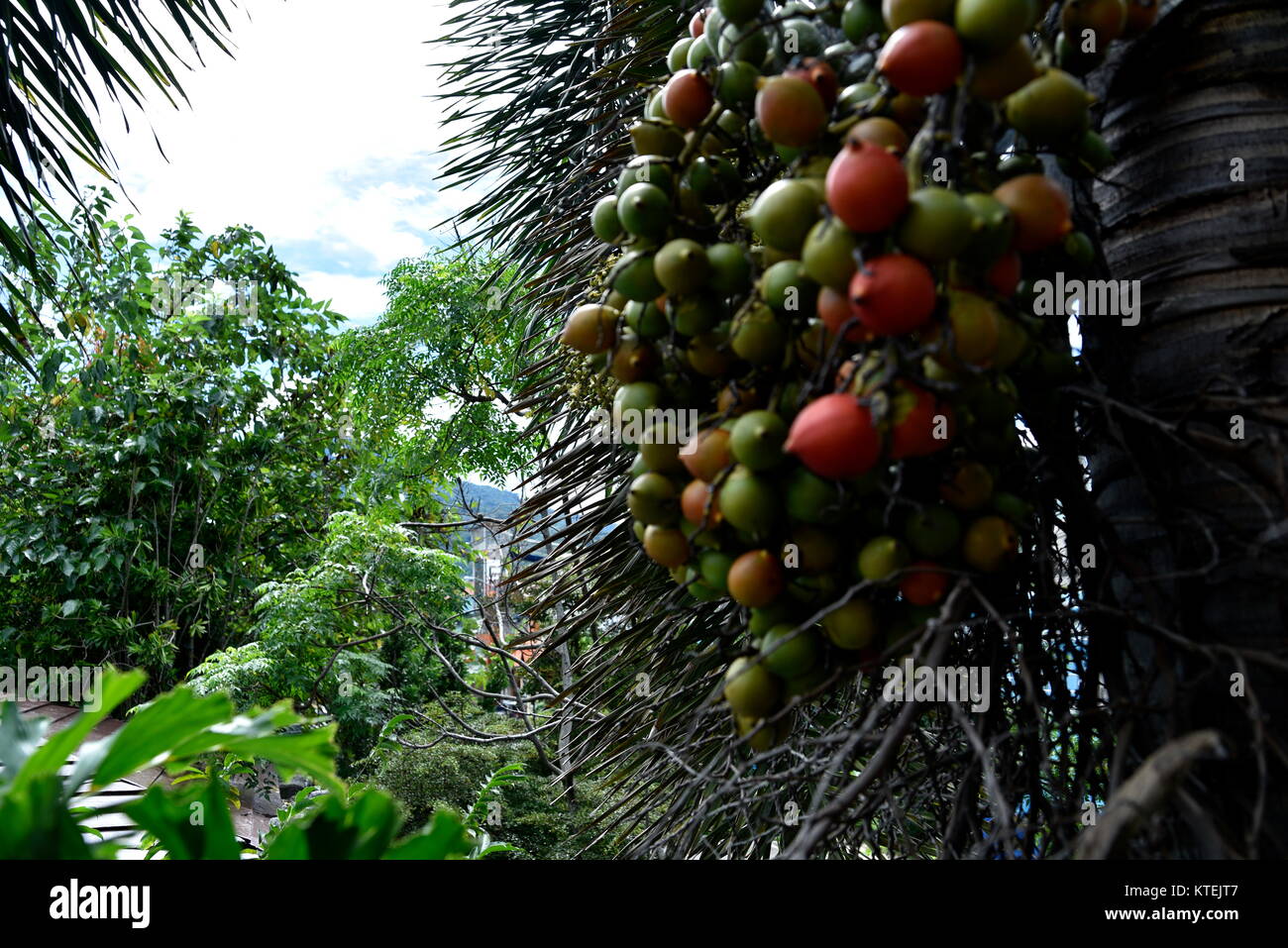 Areca Nuts on the trees, Calamba city, Laguna, Philippines Stock Photo