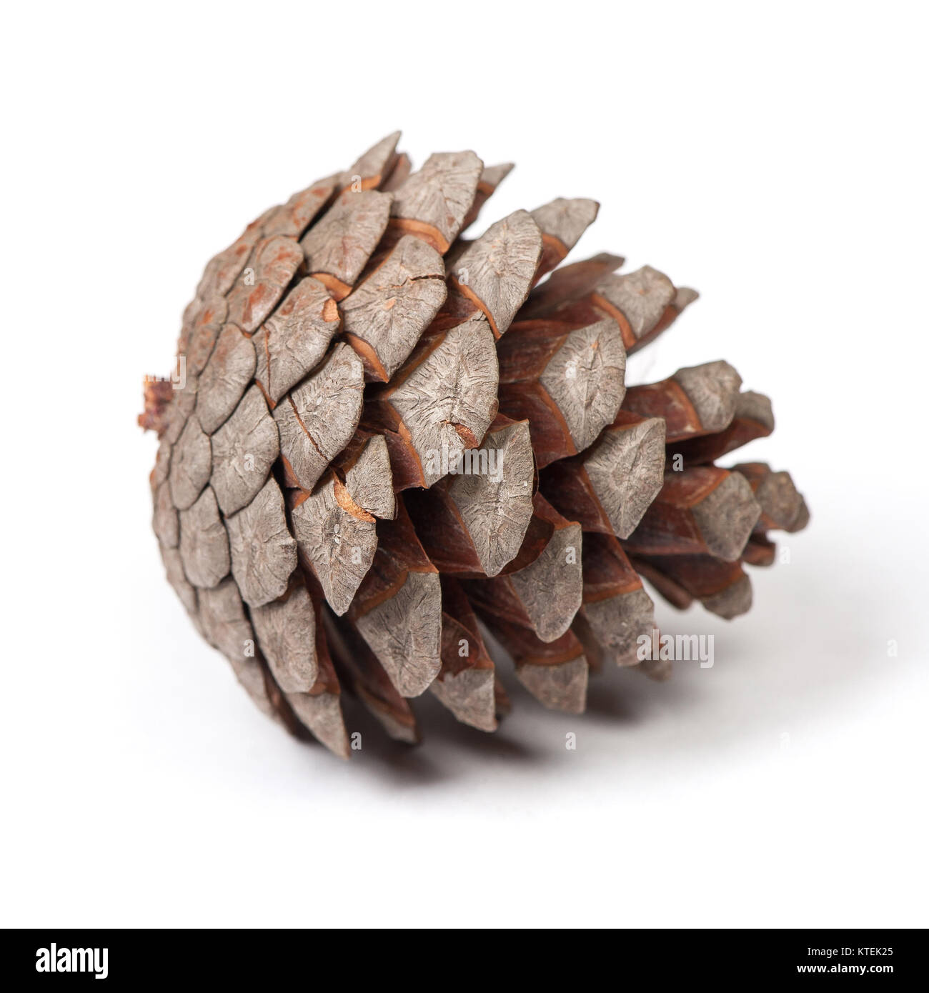 Beautiful pine cone isolated on white background close up Stock Photo ...