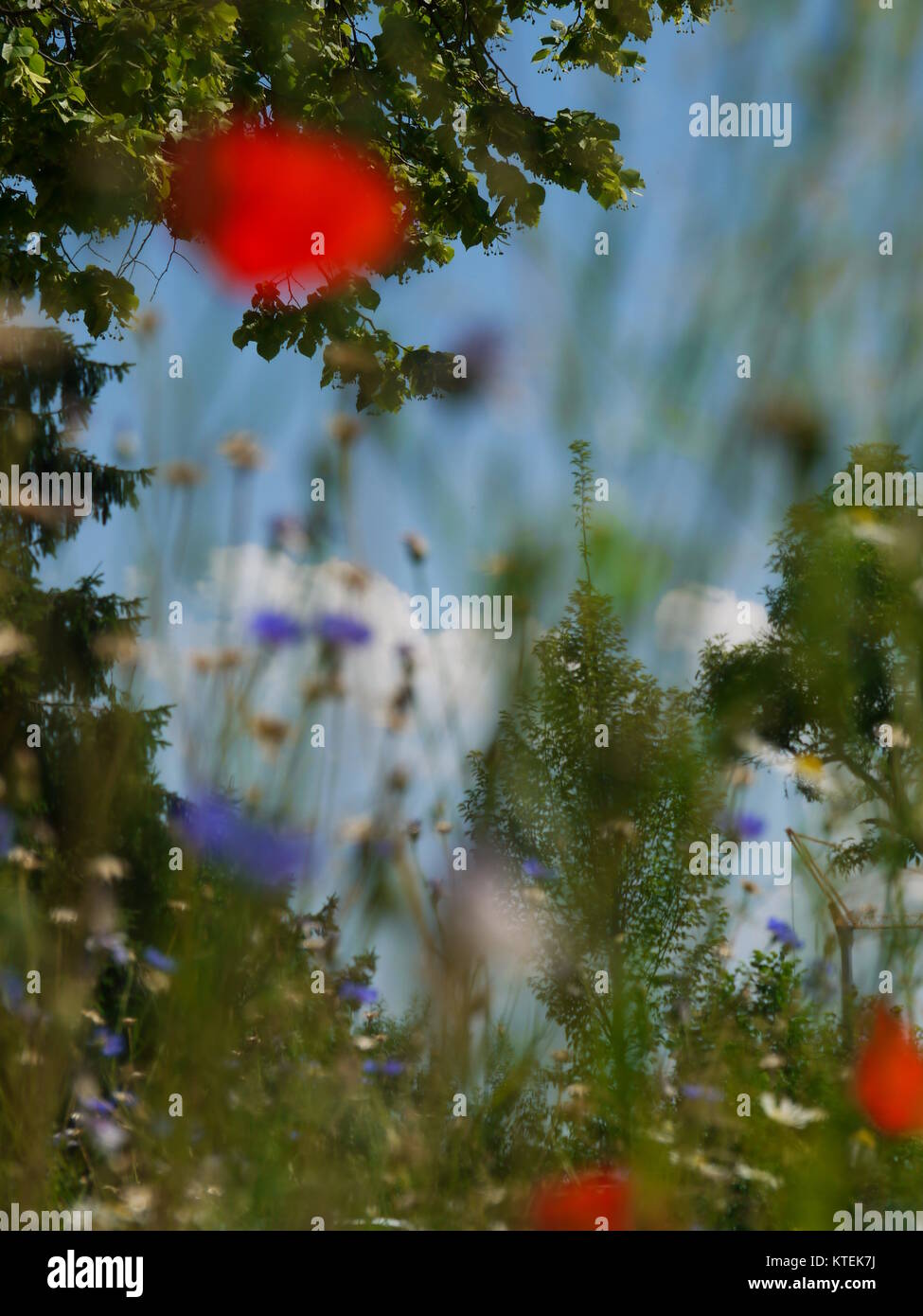 poppy flowers blue sky Stock Photo - Alamy