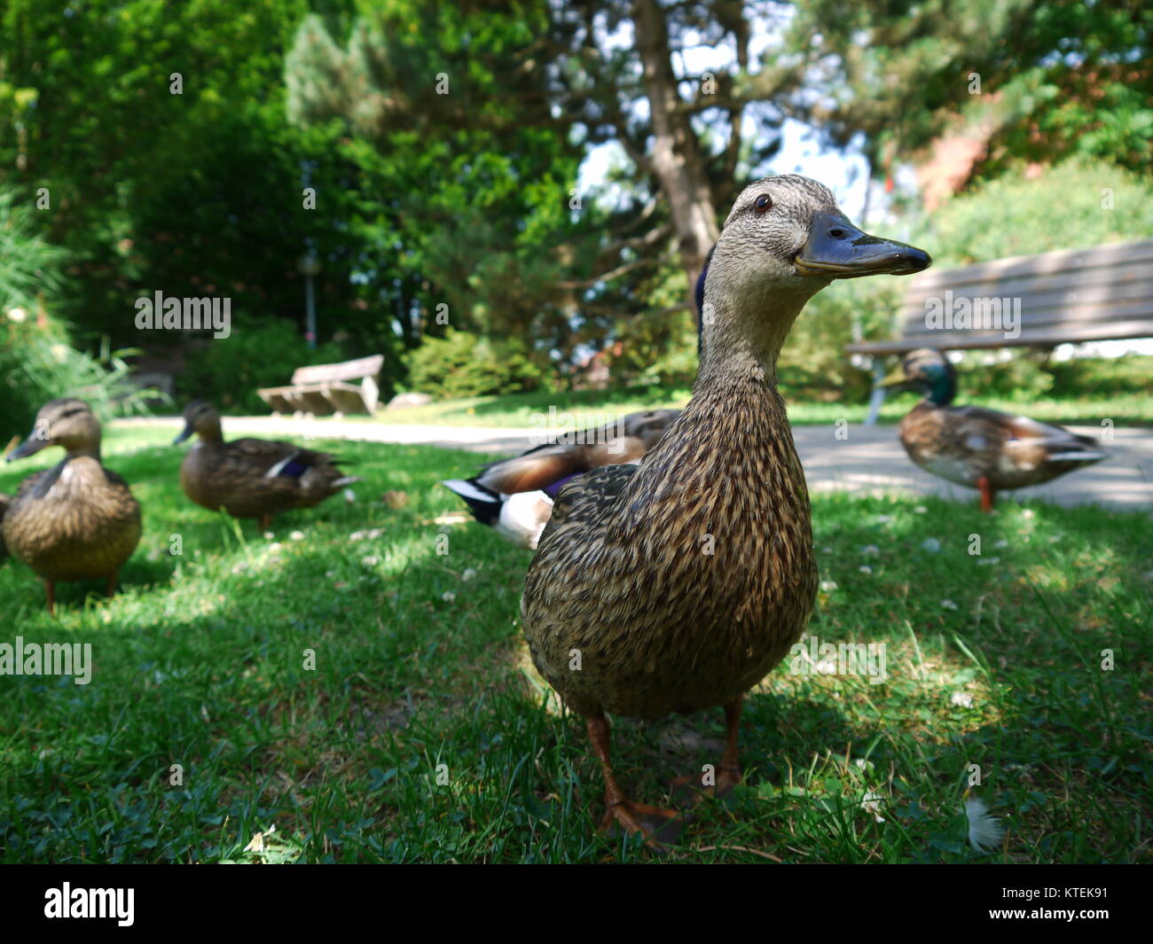 Duck Ducks Stock Photo