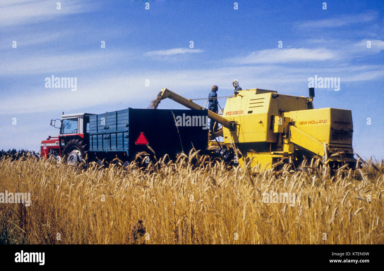 COMBINE harvester emties harvest for transport to storage Stock Photo