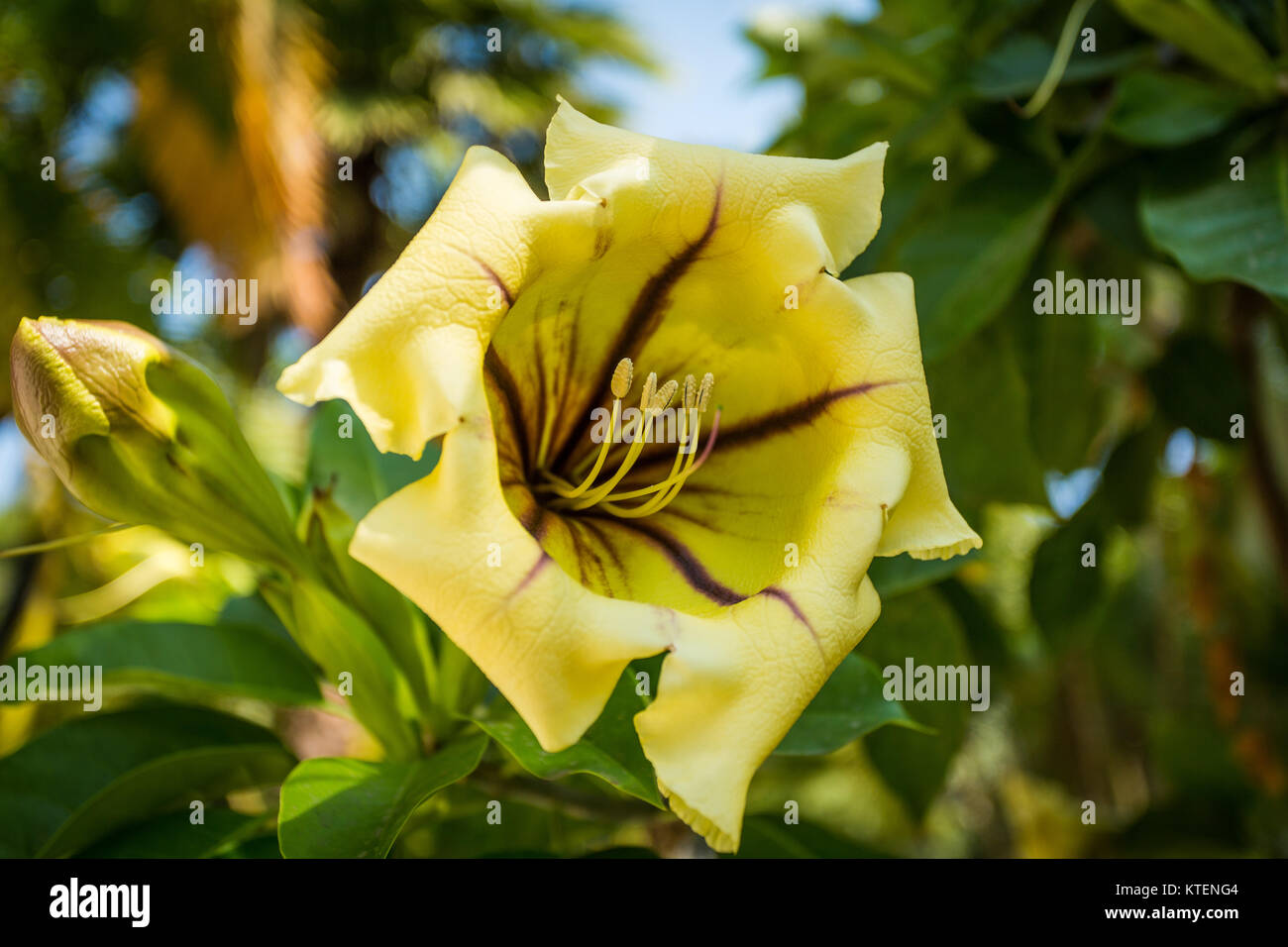 Beautiful big yellow flower close up macro Stock Photo Alamy
