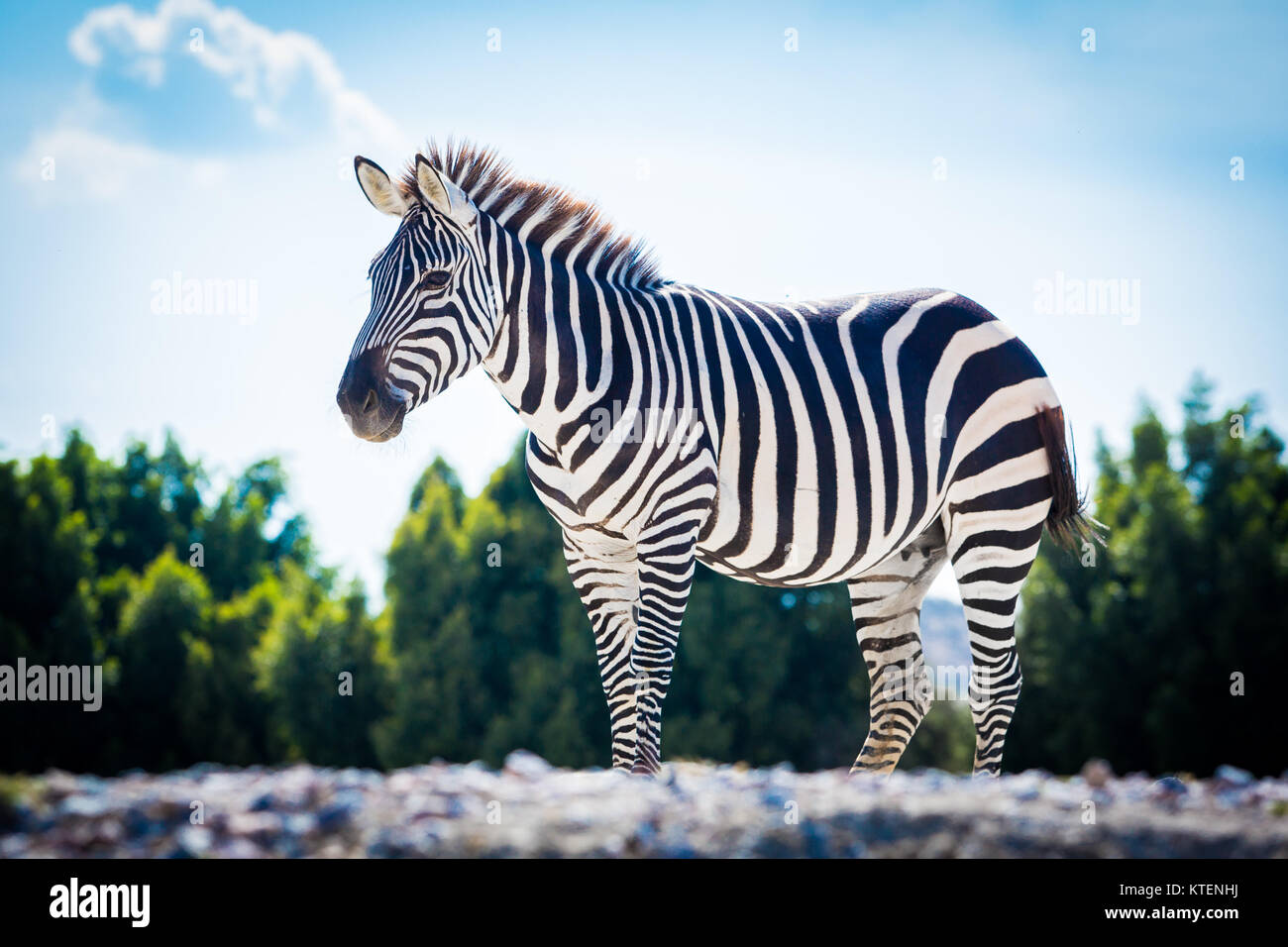 Zebras roaming freely in the Serengeti in northern Tanzania with acacia tre...