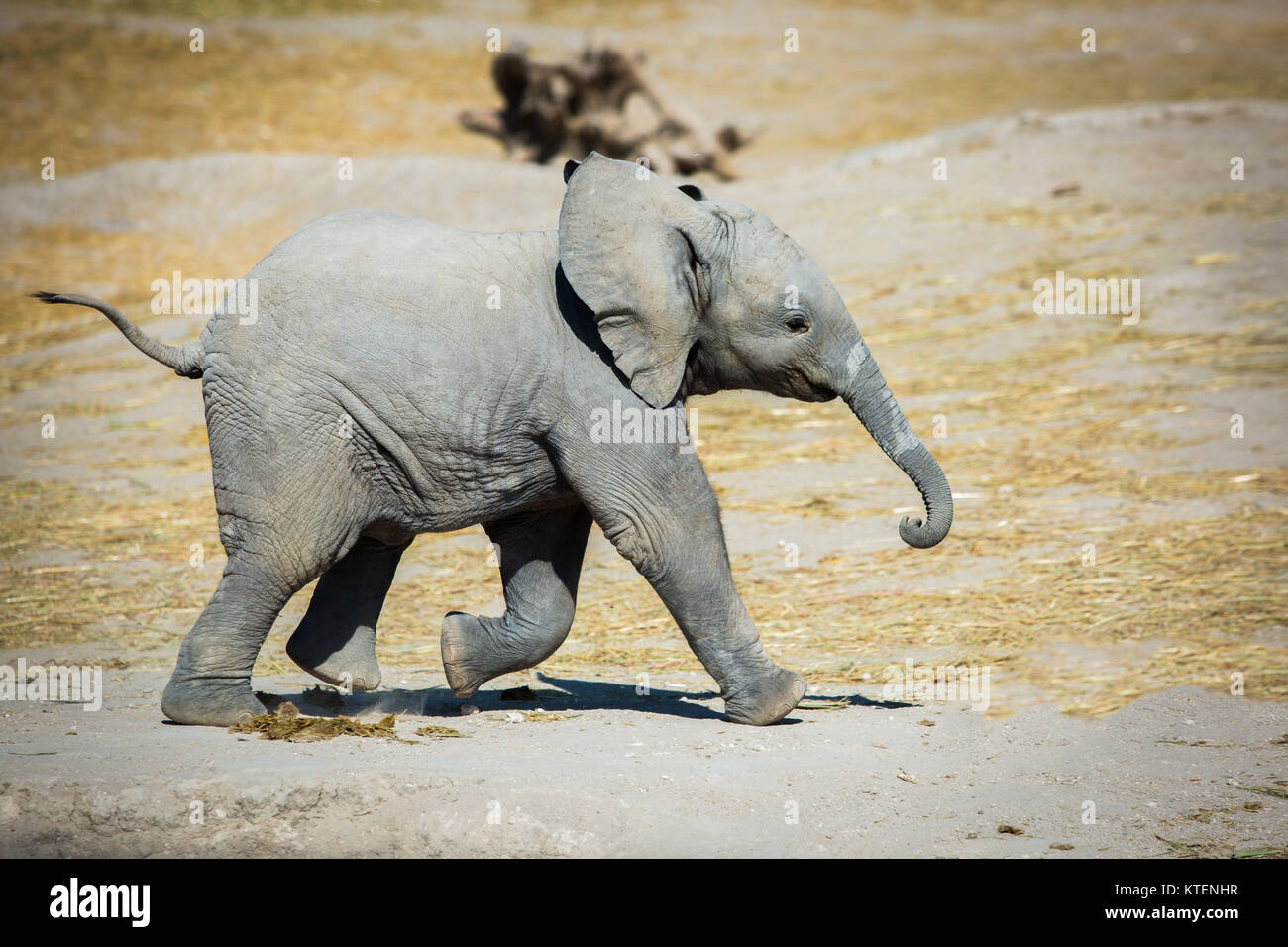 Baby Elephant Running High Resolution Stock Photography And Images Alamy