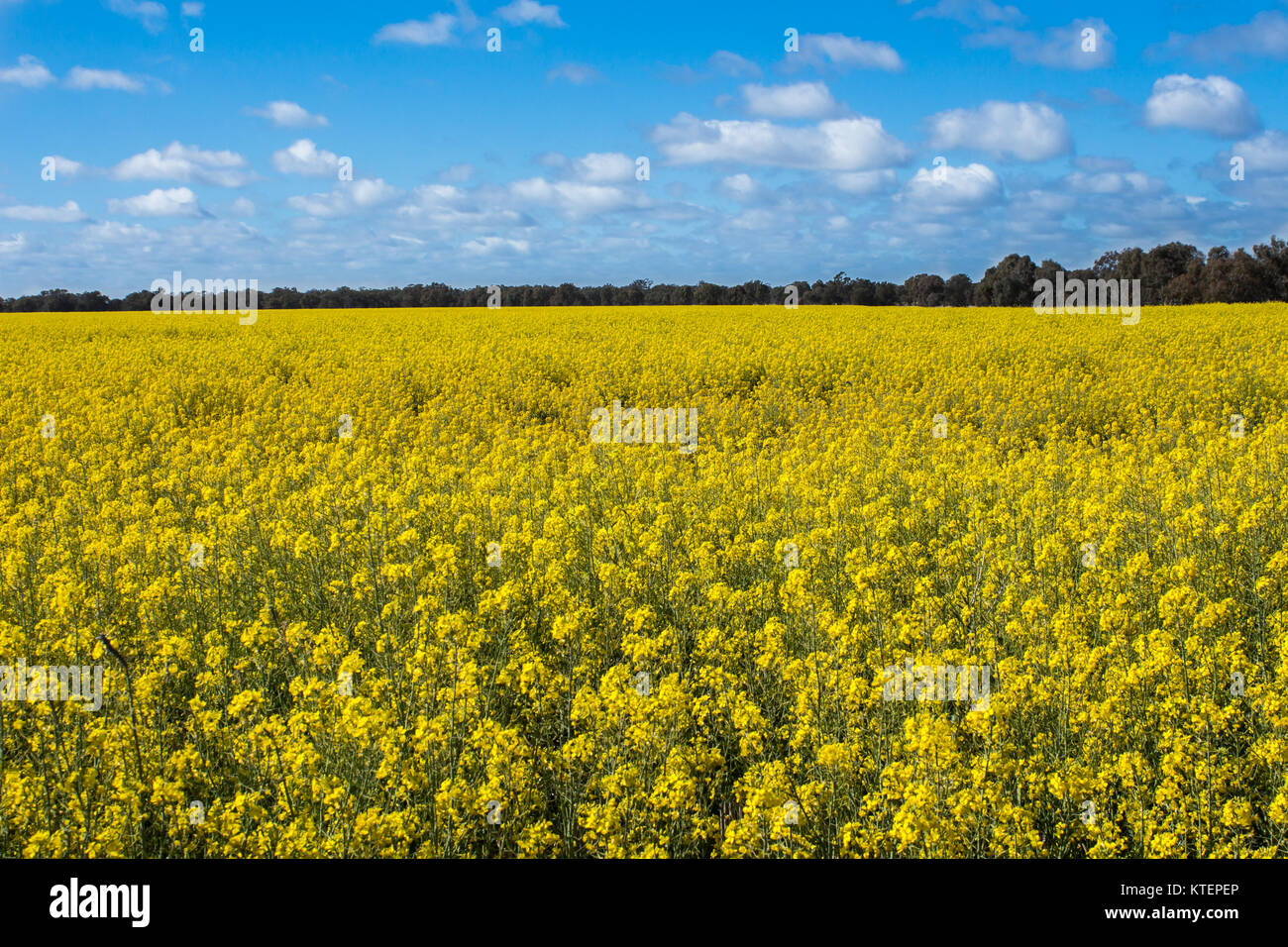 Aerial view of bright yellow canola crops with blue sky on farmland in Narromine, New South Wales, Australia Stock Photo