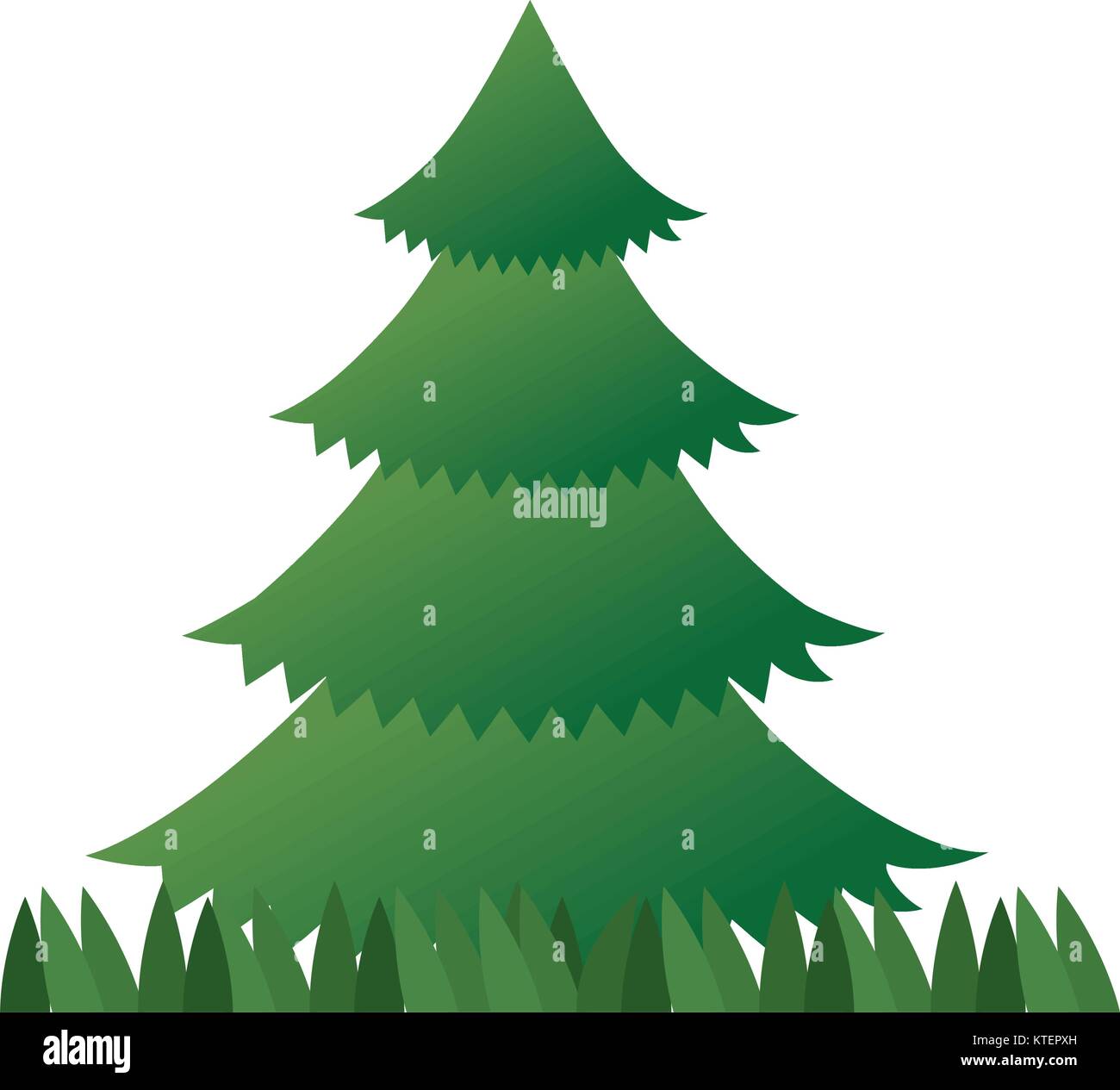 pine tree plant with grass vector illustration design Stock Vector ...