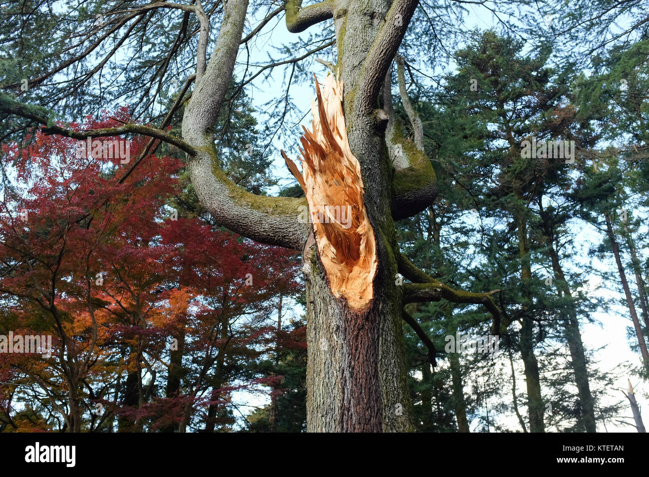 A tree at Kyoto Botanical Garden in Japan damaged by a typhoon in 2017. Stock Photo