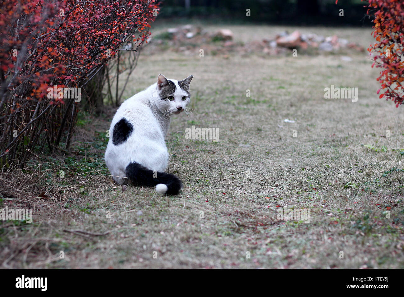 black and white cat in garden Stock Photo - Alamy
