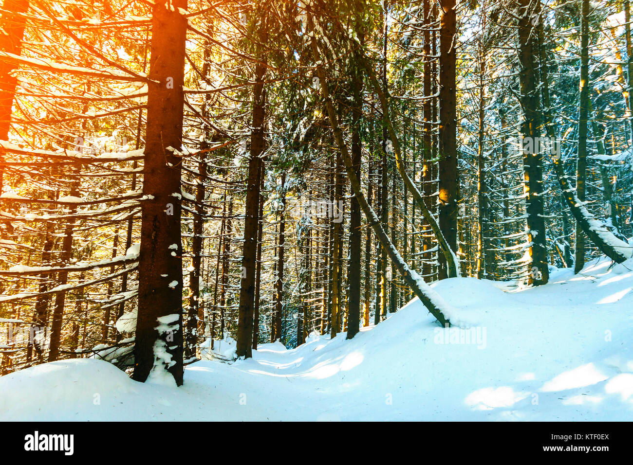 Pine trees in mountain forest in winter sunny day Stock Photo - Alamy